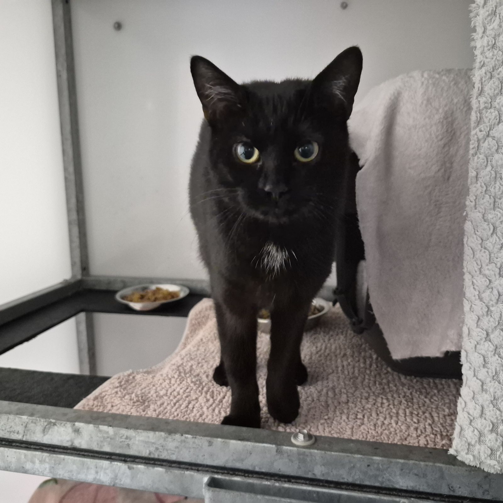 Sofia- 4 Year Old Female- AVAILABLE SOON