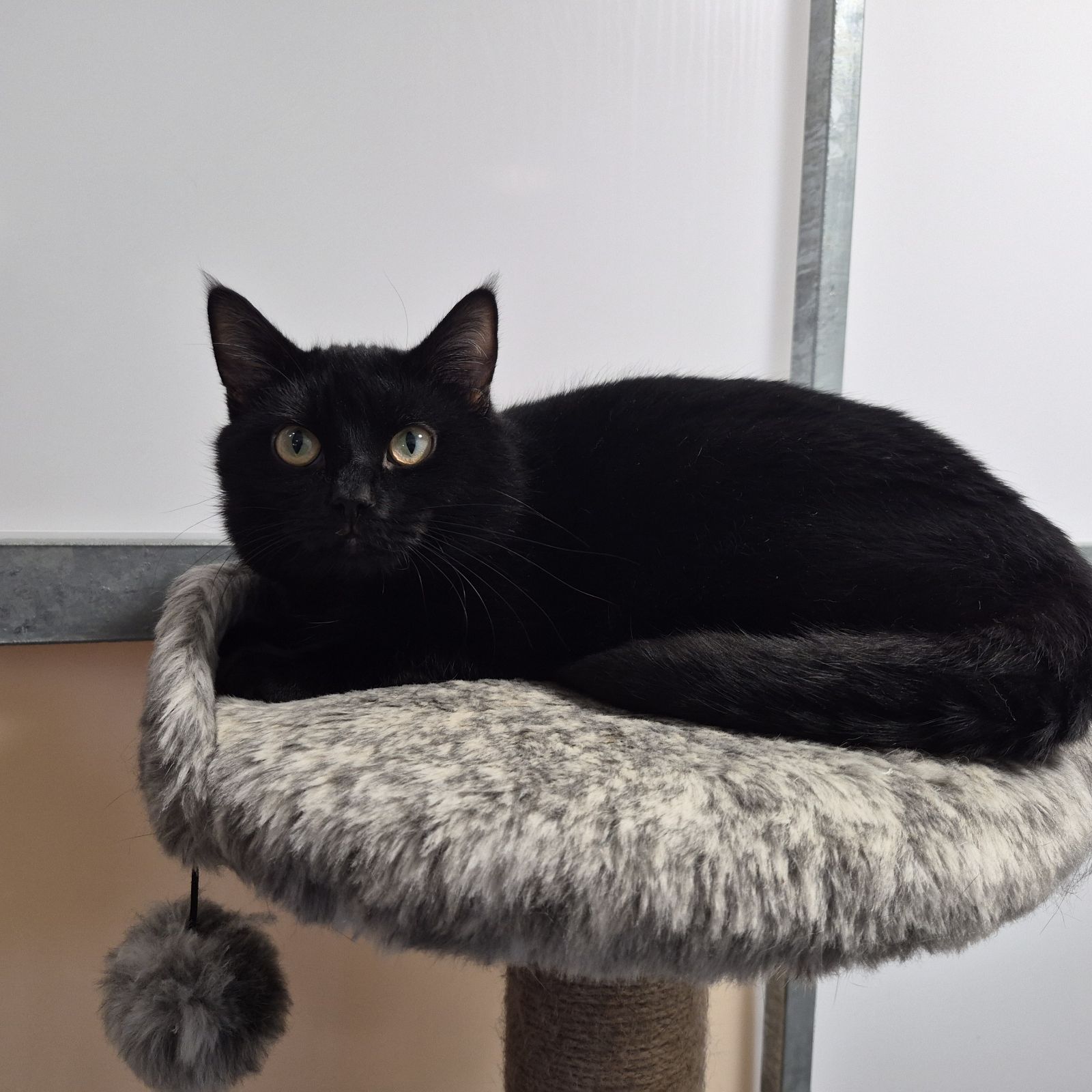 Kenneth- 10 Month Old Male