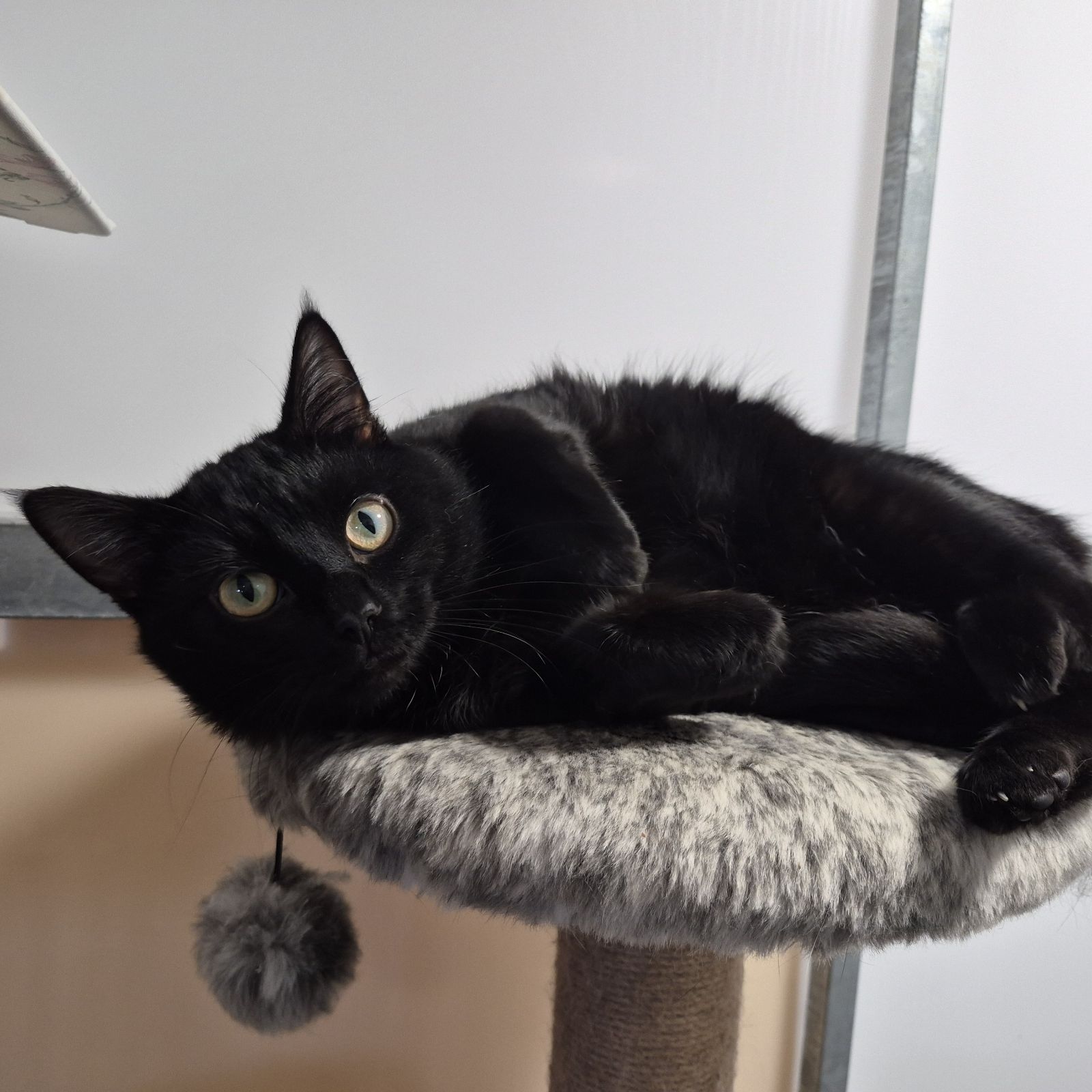 Kenneth- 10 Month Old Male