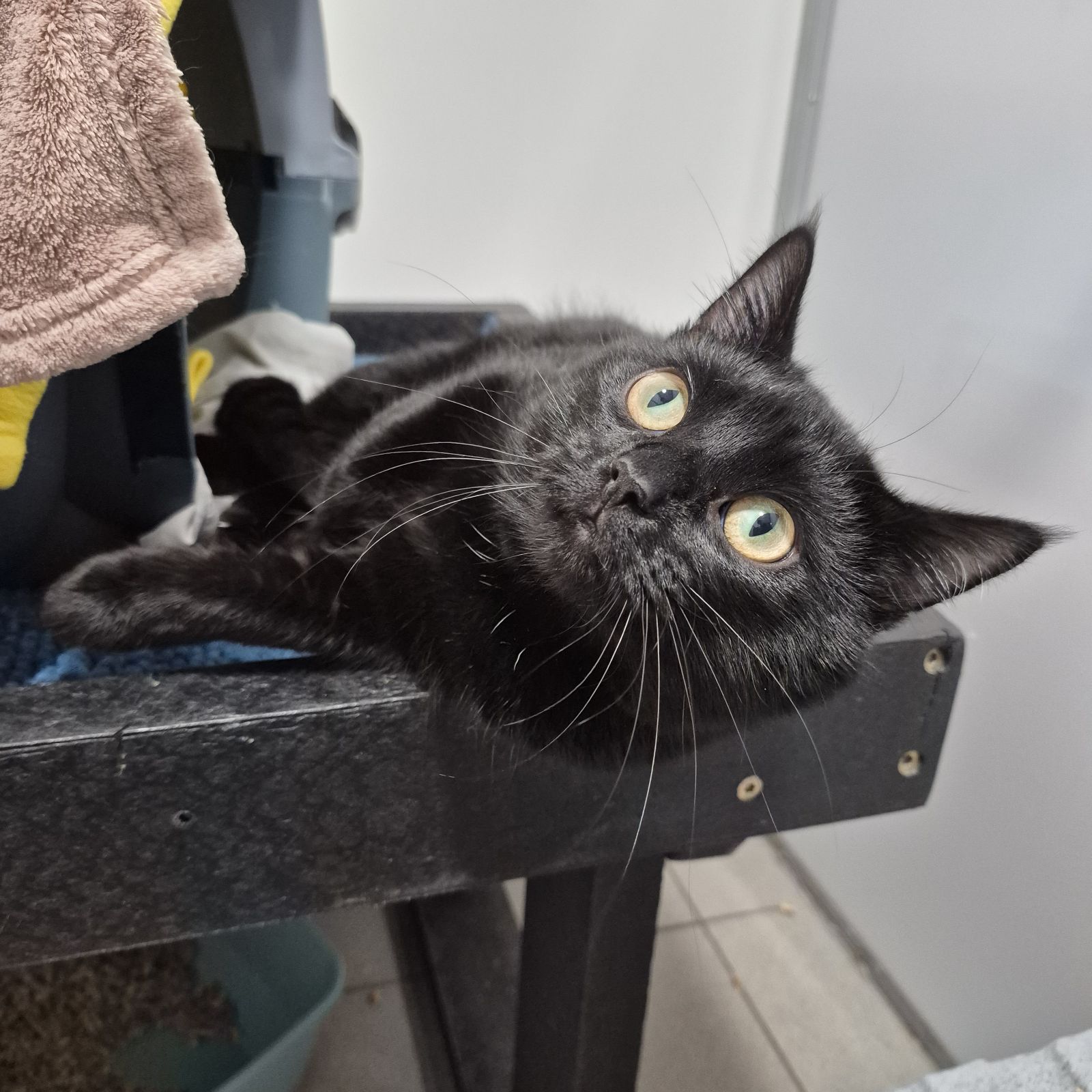 Kenneth- 10 Month Old Male