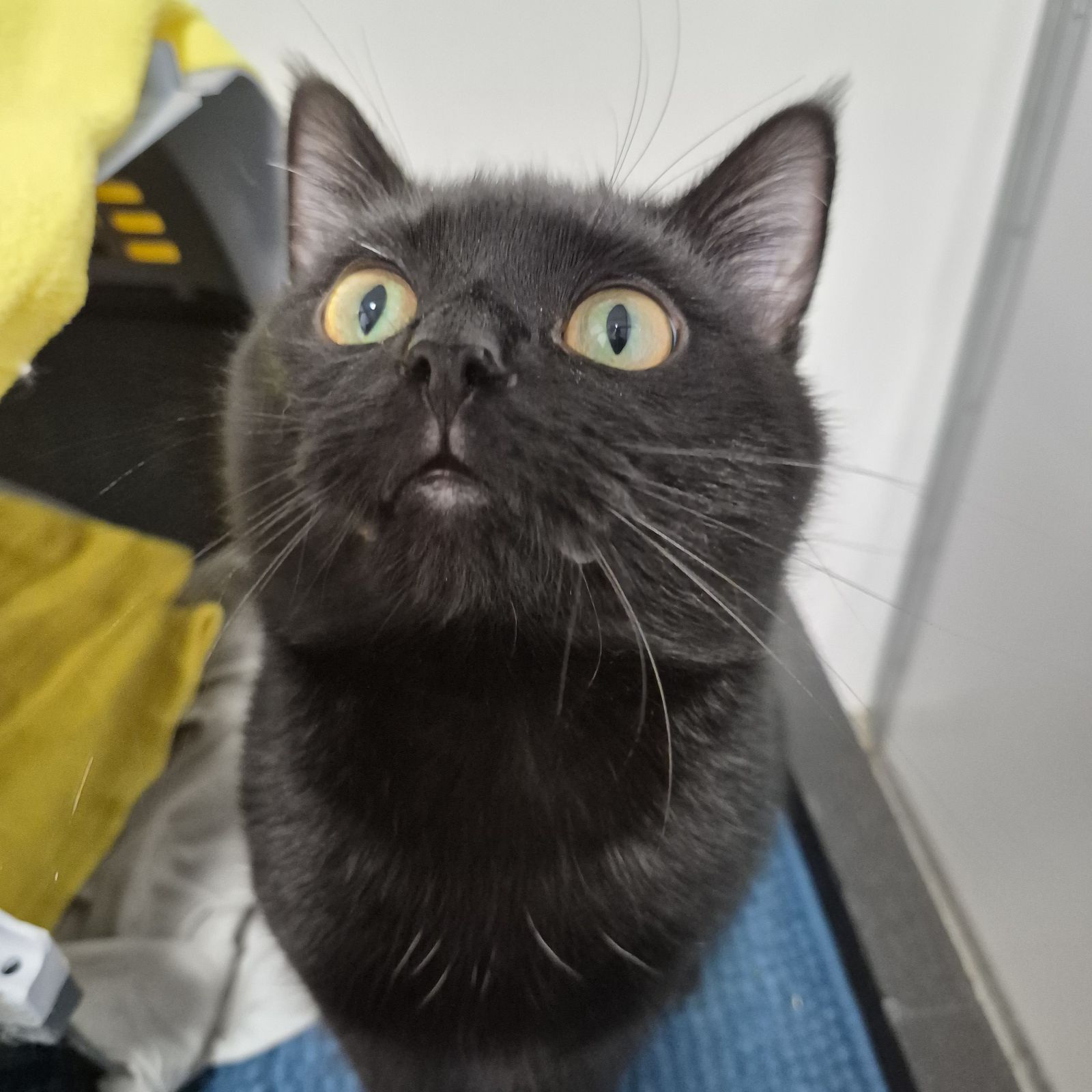 Kenneth- 10 Month Old Male