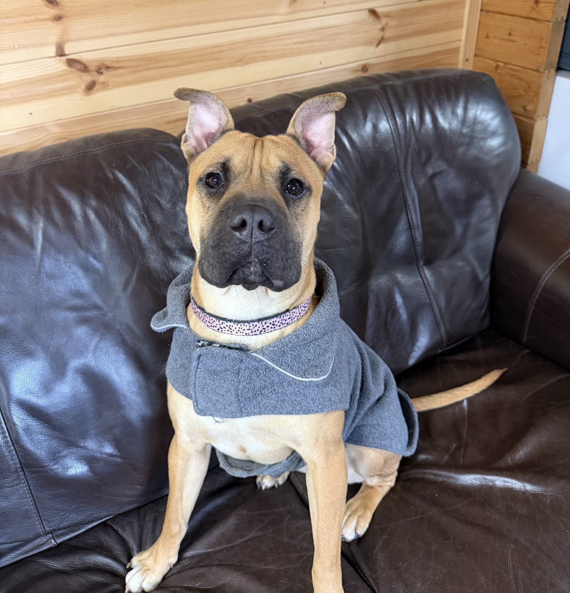 Trixie – 1 year old Female