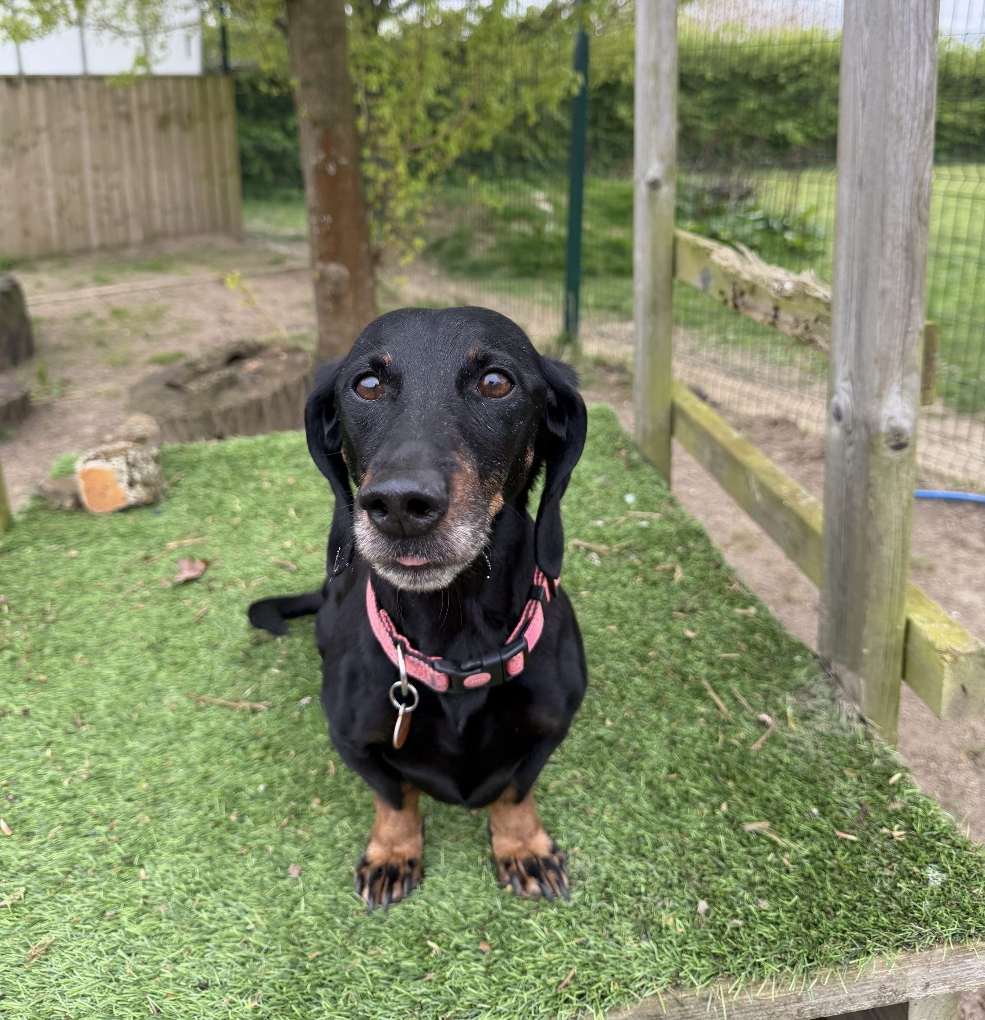 Olive – 9 year old Female – AVAILABLE SOON