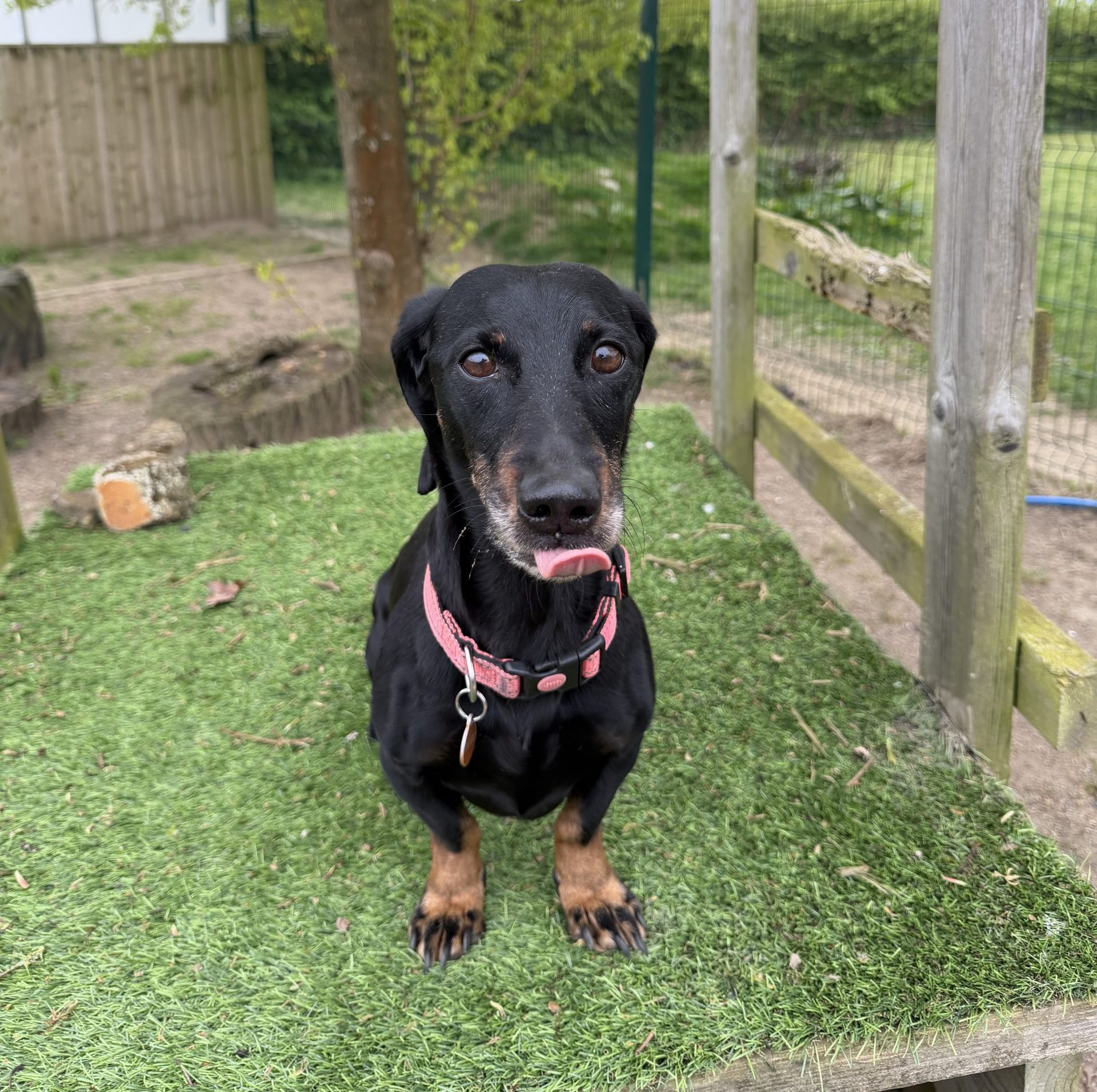 Olive – 9 year old Female – AVAILABLE SOON