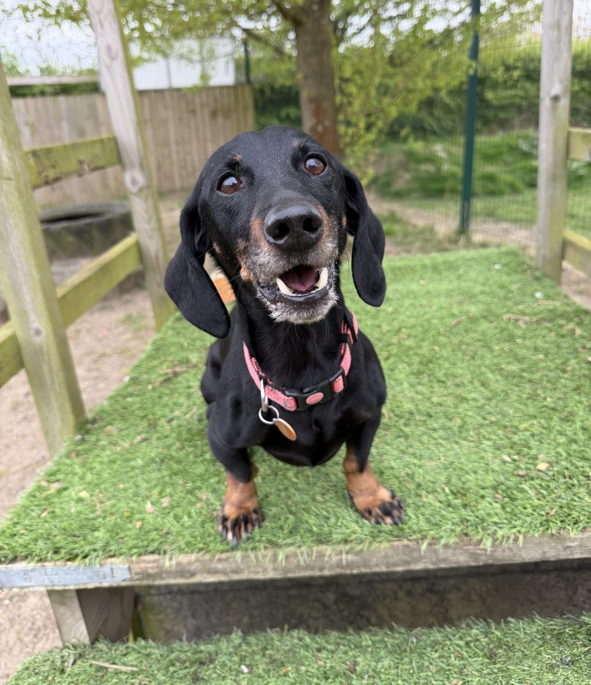 Olive – 9 year old Female – AVAILABLE SOON