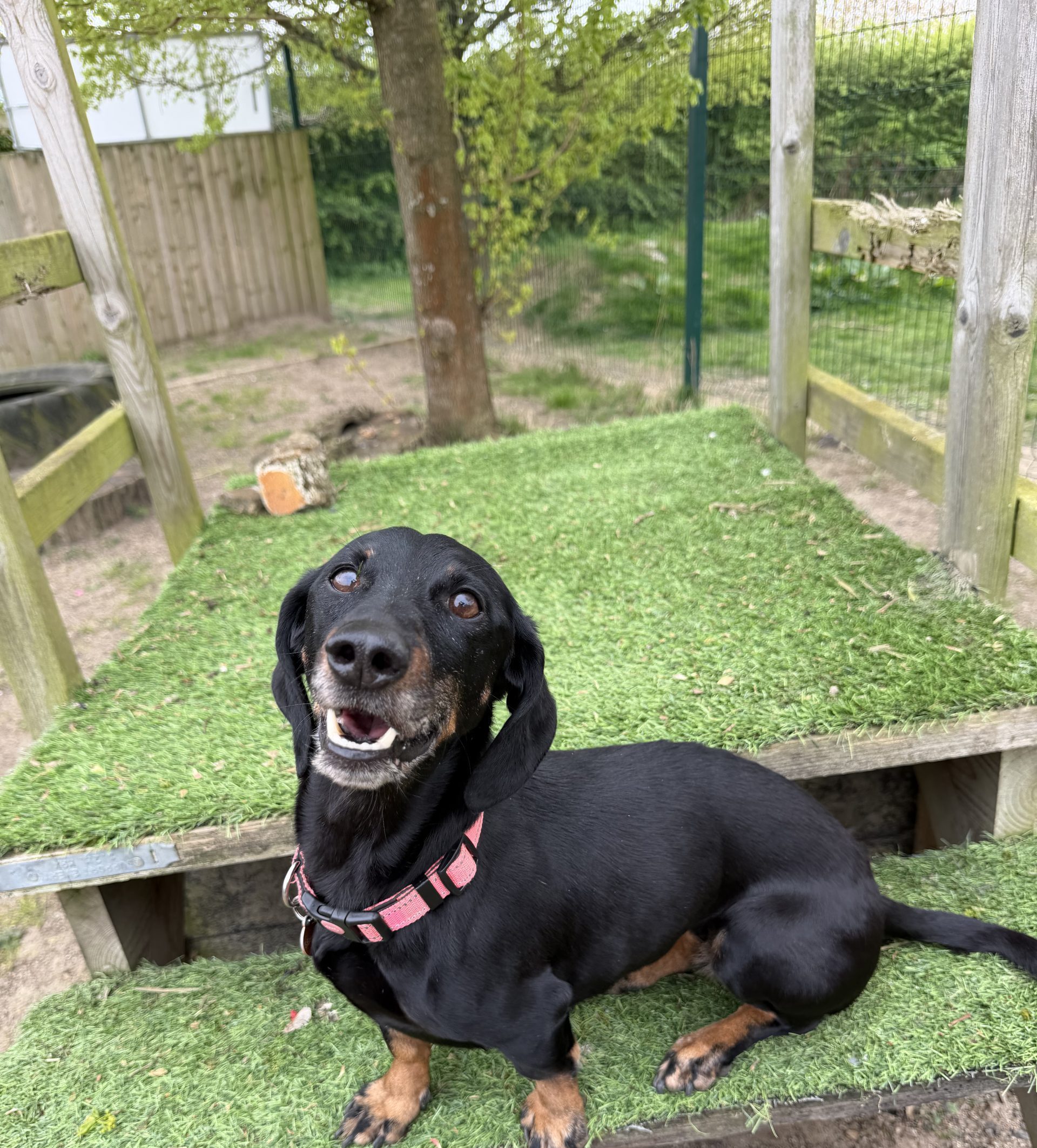 Olive – 9 year old Female – AVAILABLE SOON