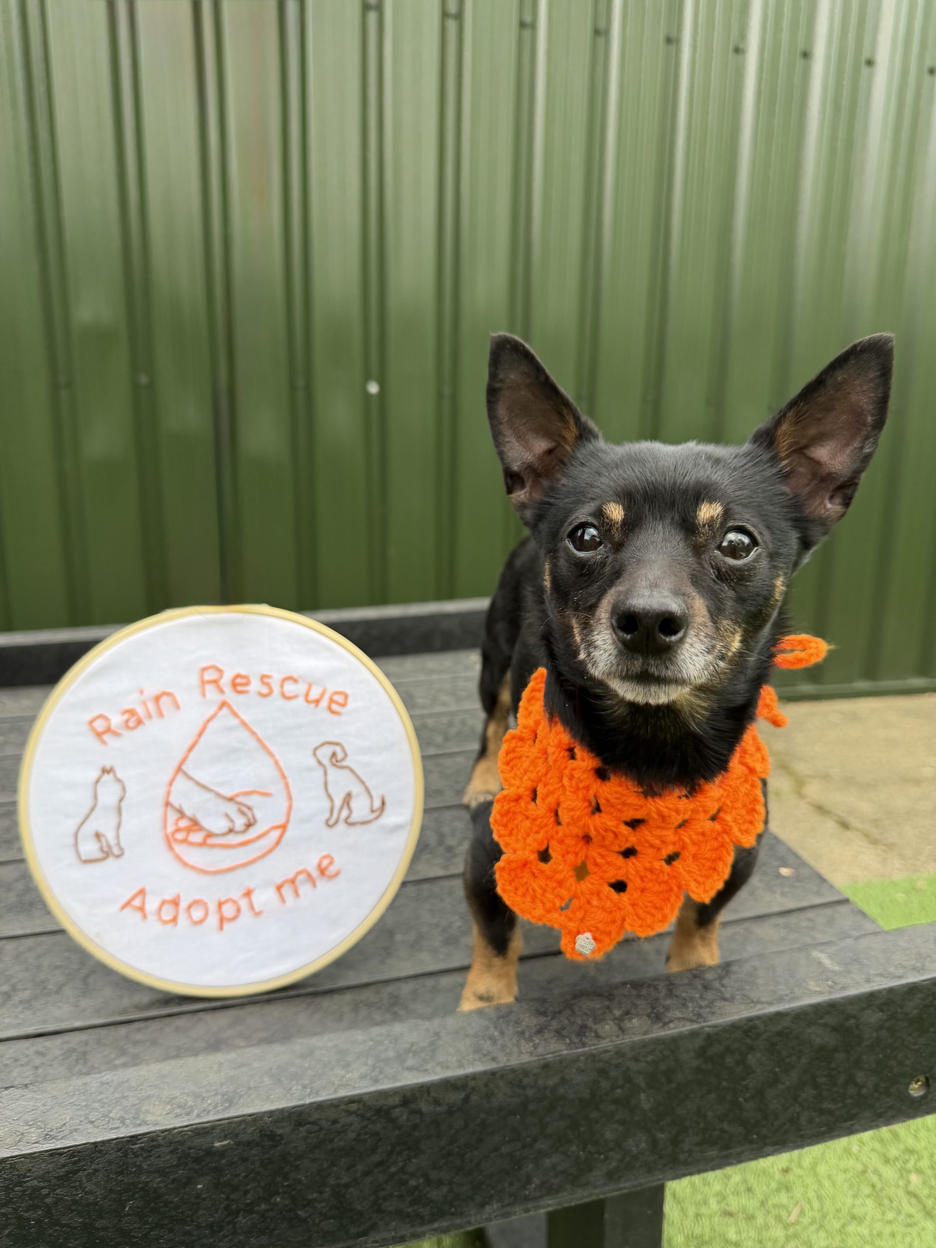 Jessie + Jay – 7 year old Females