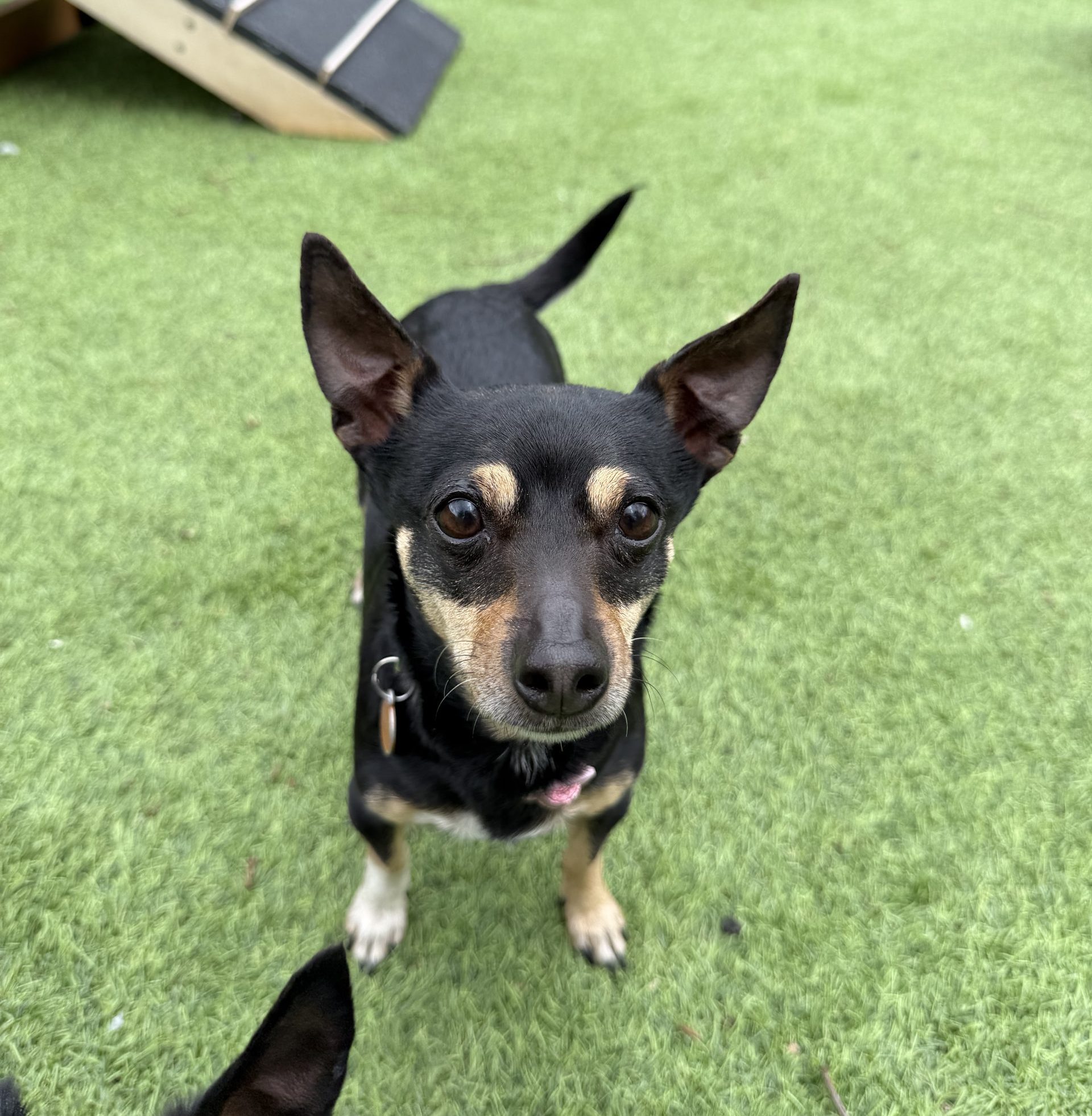 Jessie + Jay – 7 year old Females