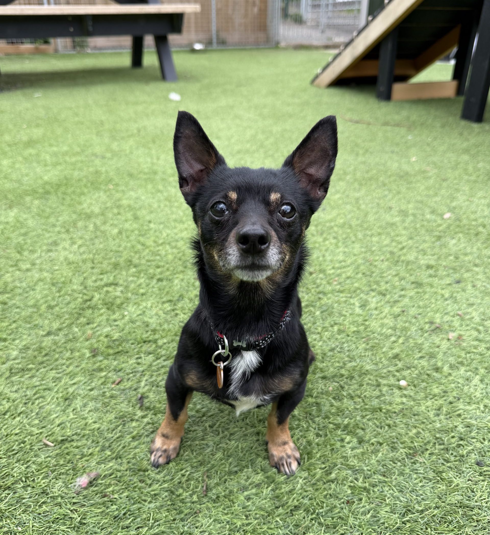 Jessie + Jay – 7 year old Females