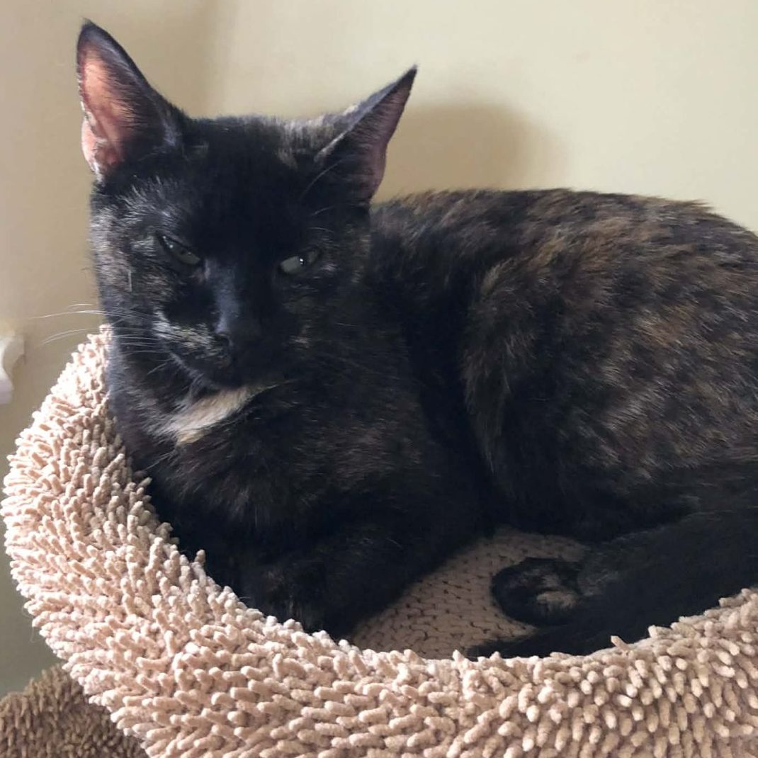 Tinkerbell- 5 Year Old Female