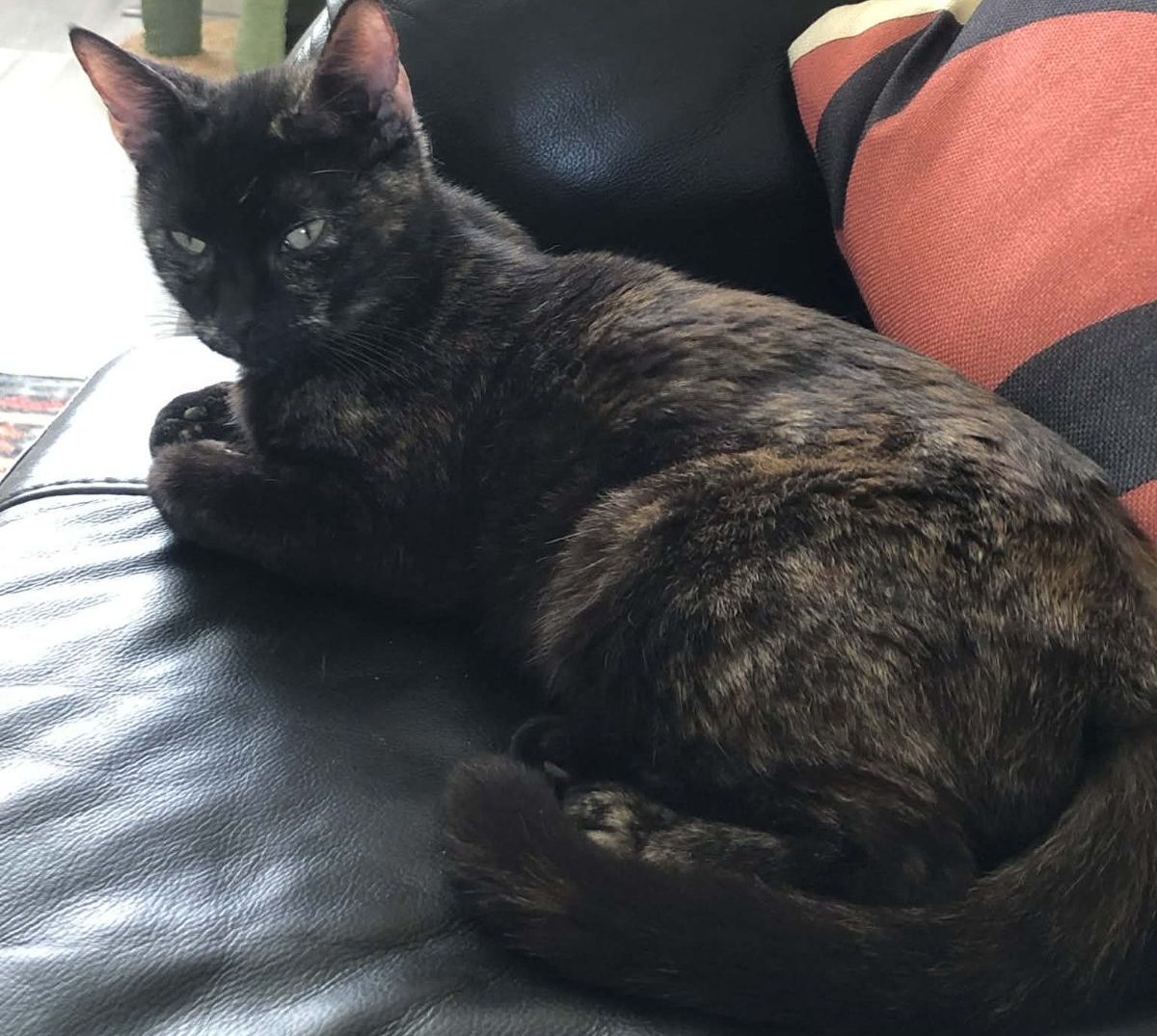 Tinkerbell- 5 Year Old Female