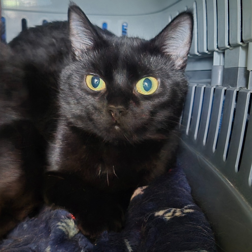 Karl- 10 Month Old Male- Outdoor Home Wanted