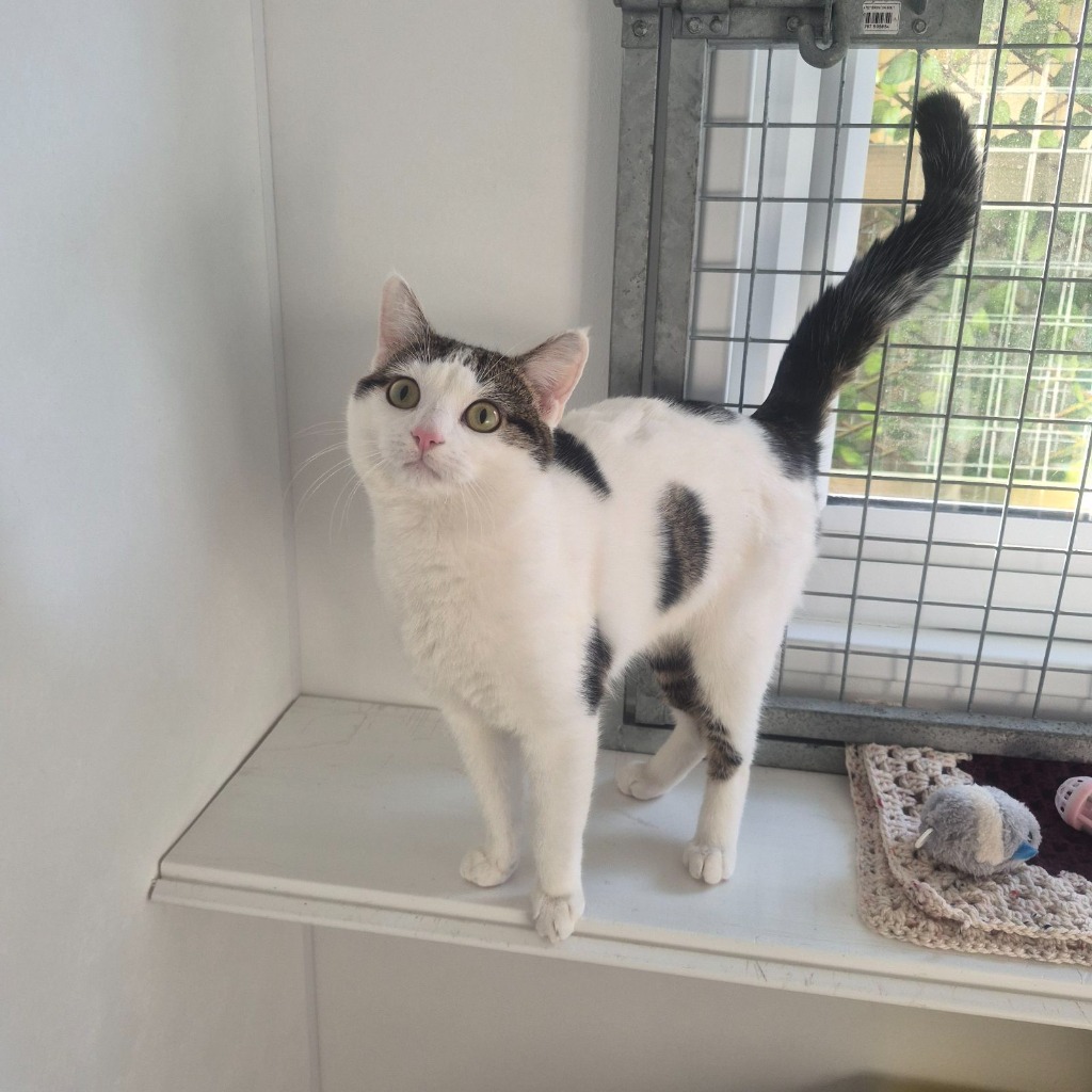 Boop- 11 Month Old Male