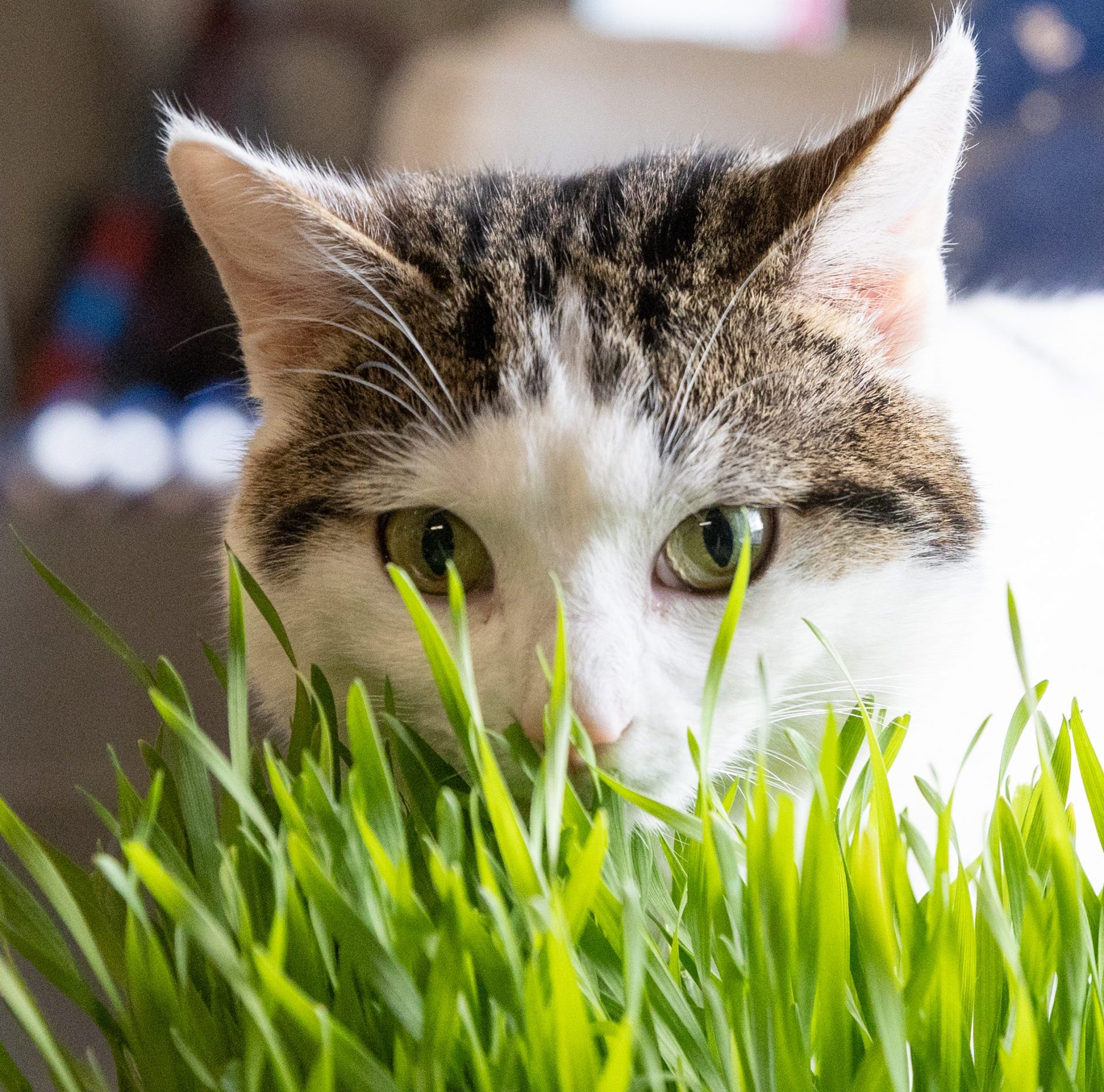 Boop- 11 Month Old Male