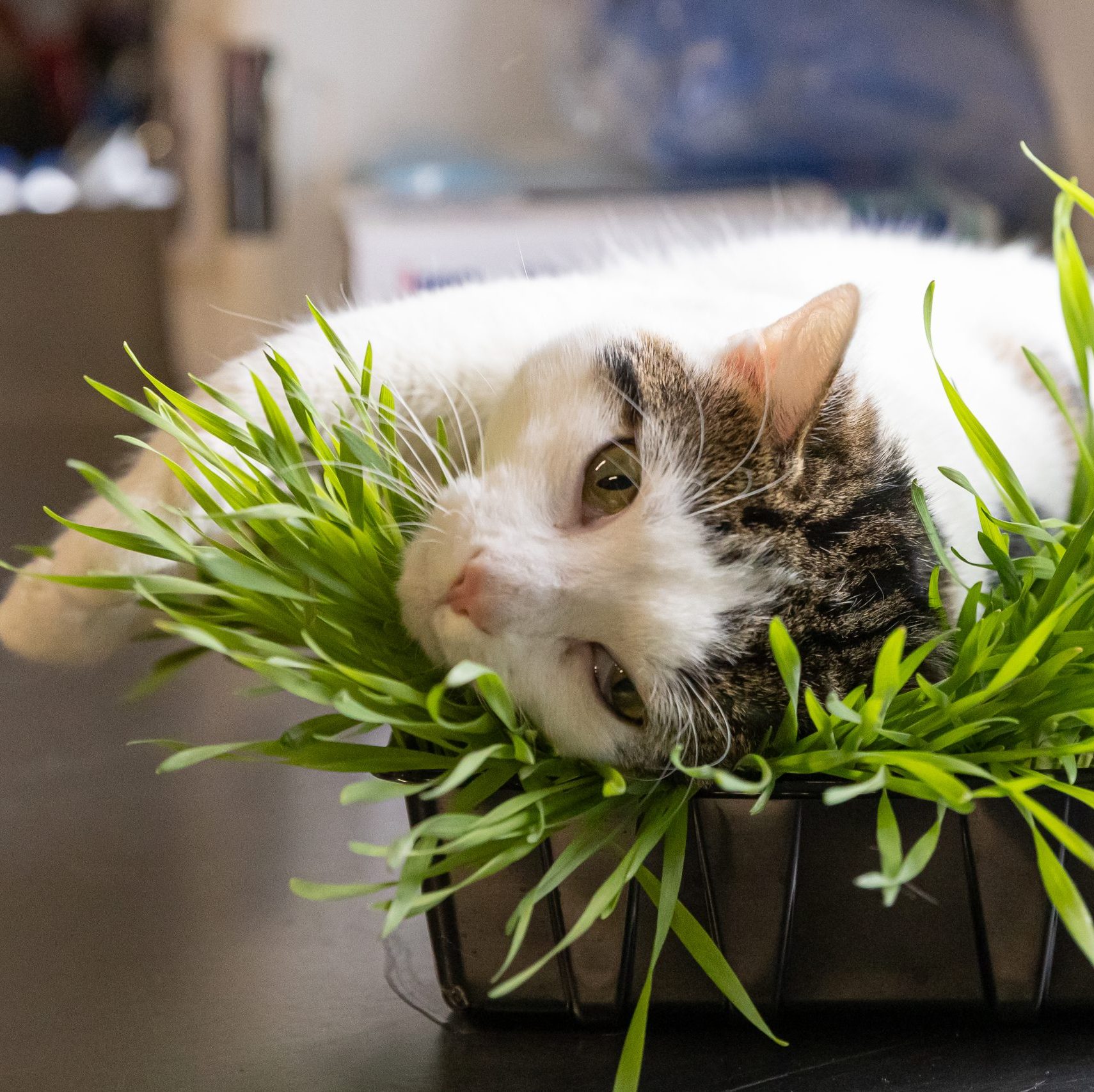 Boop- 11 Month Old Male