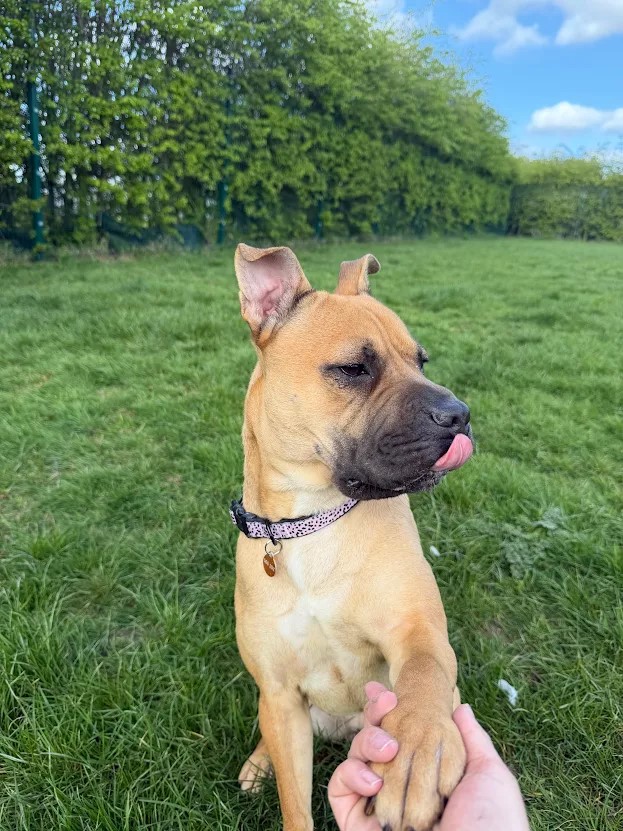 Trixie – 1 year old Female