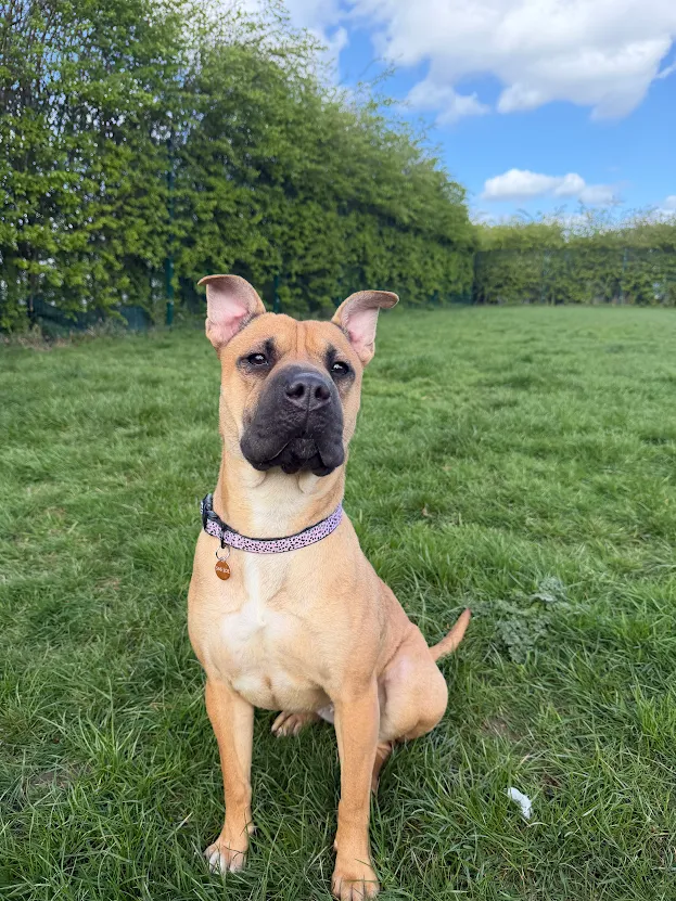 Trixie – 1 year old Female