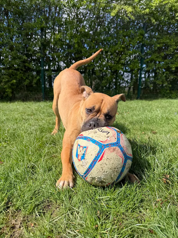 Trixie – 1 year old Female