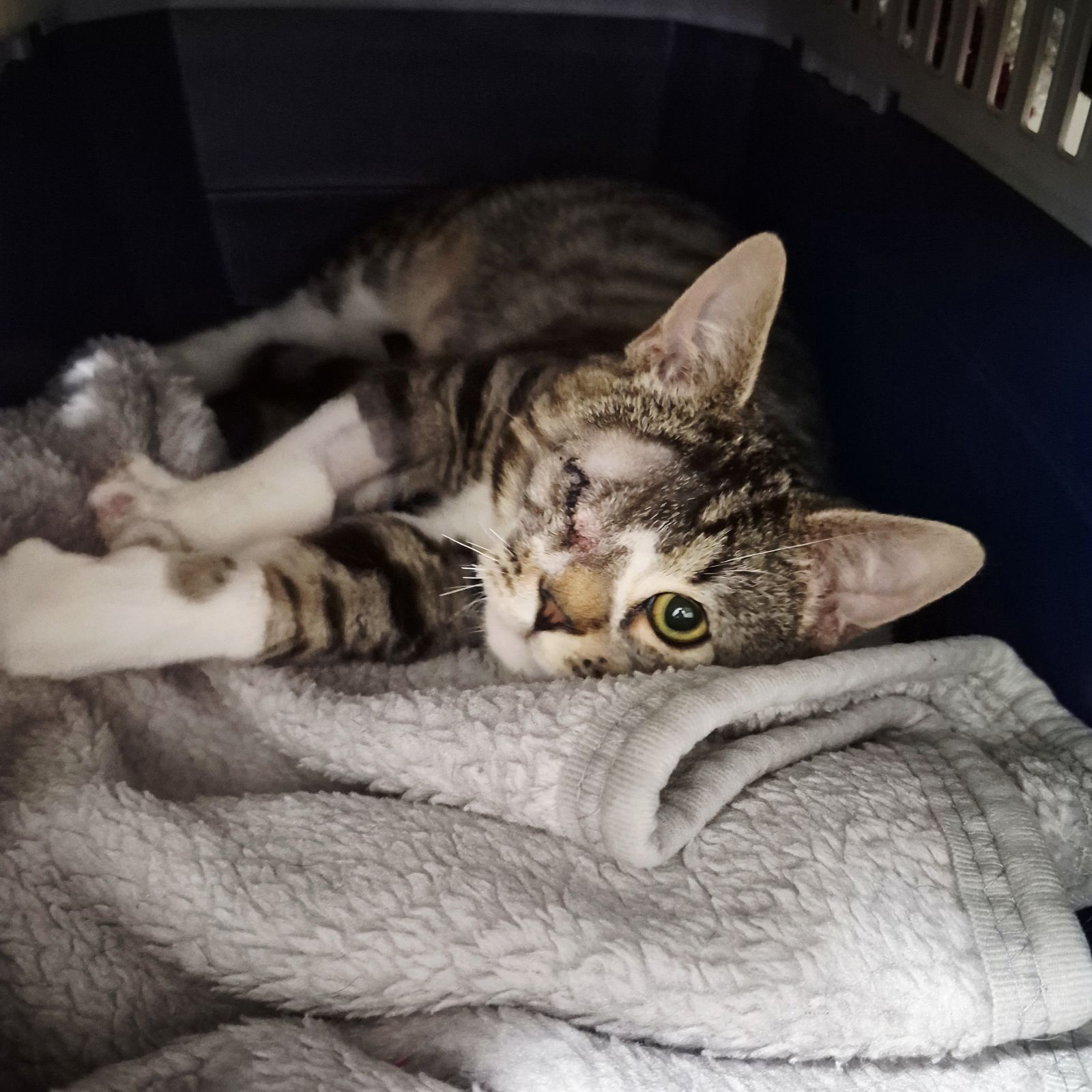 Eric- 9 Month Old Male