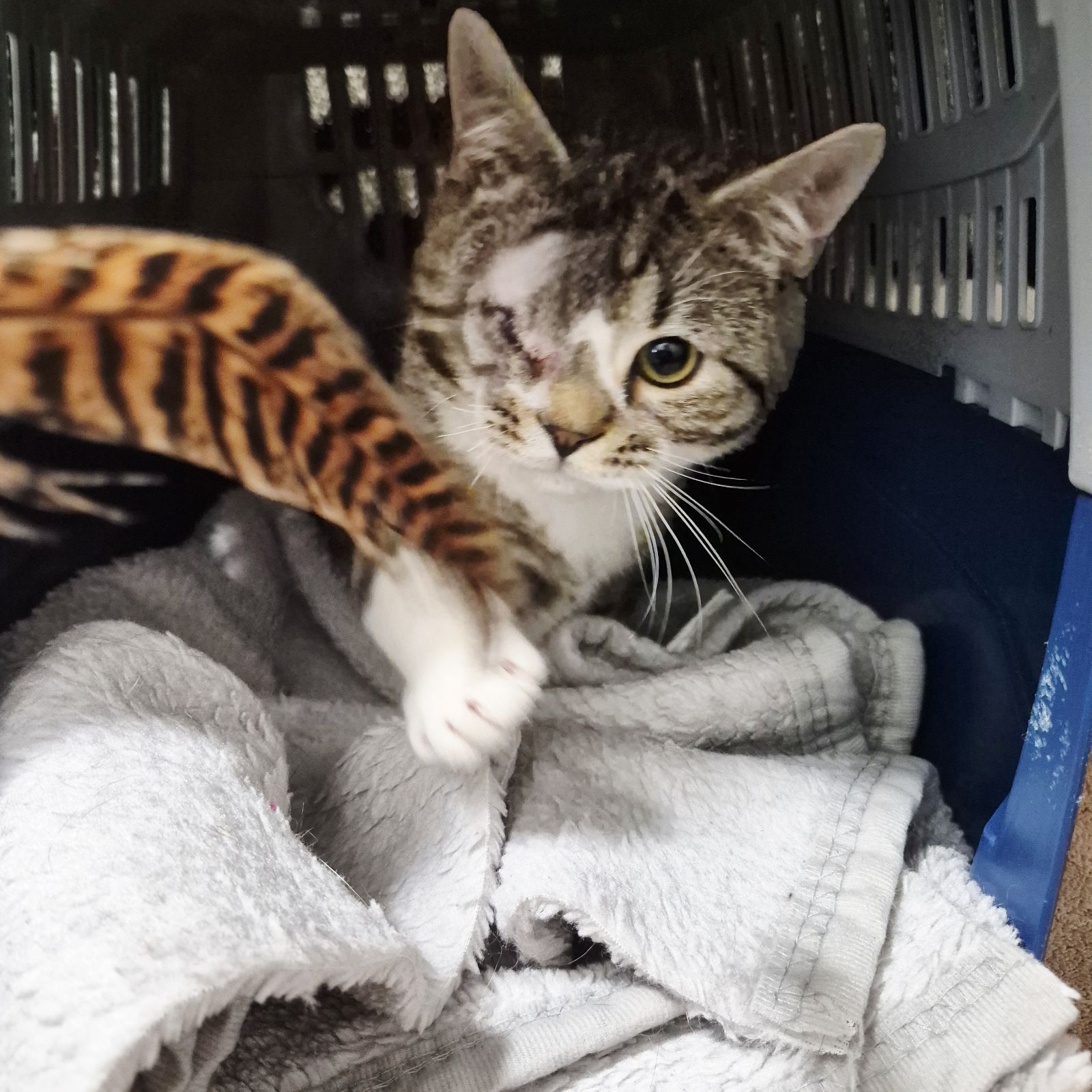 Eric- 9 Month Old Male