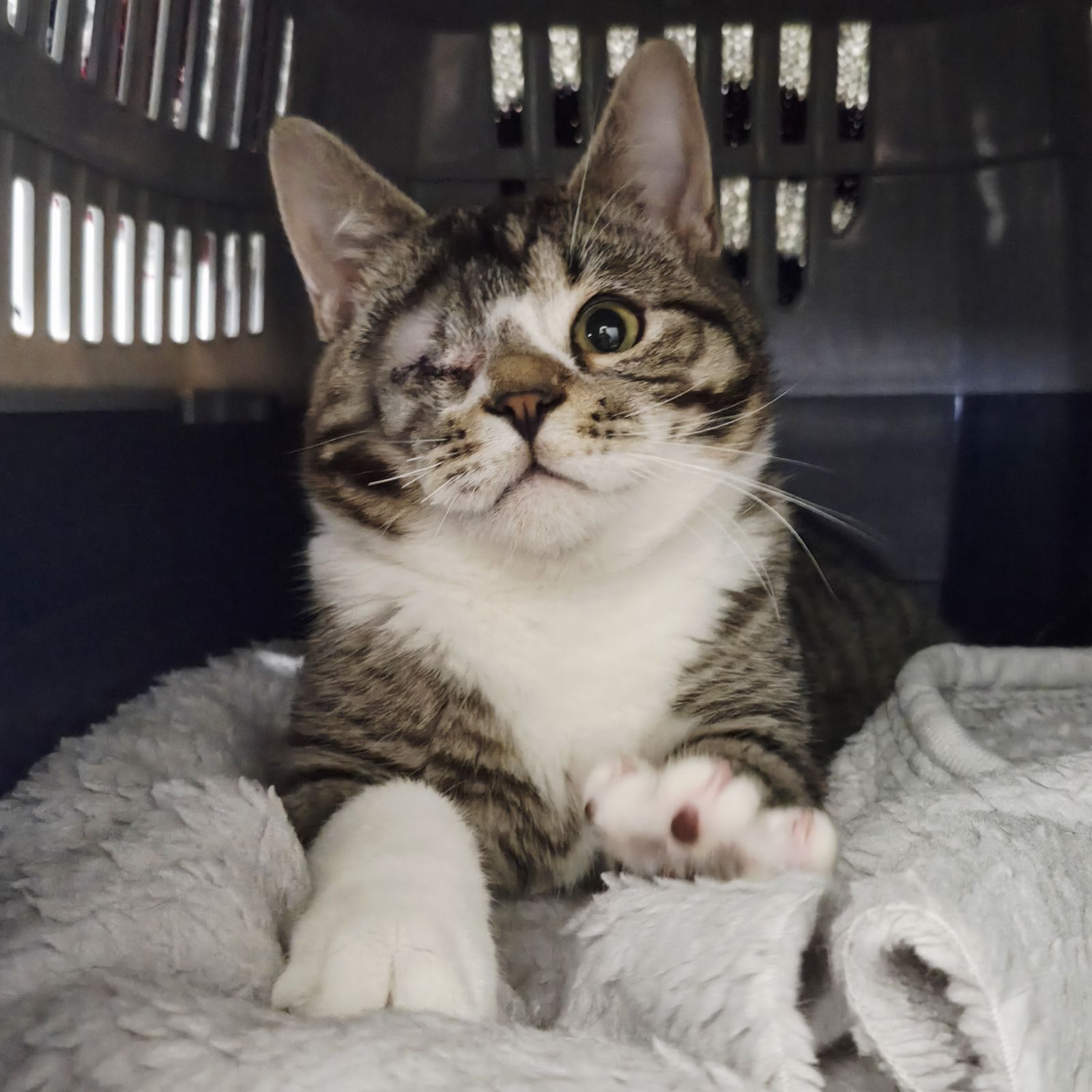 Eric- 9 Month Old Male