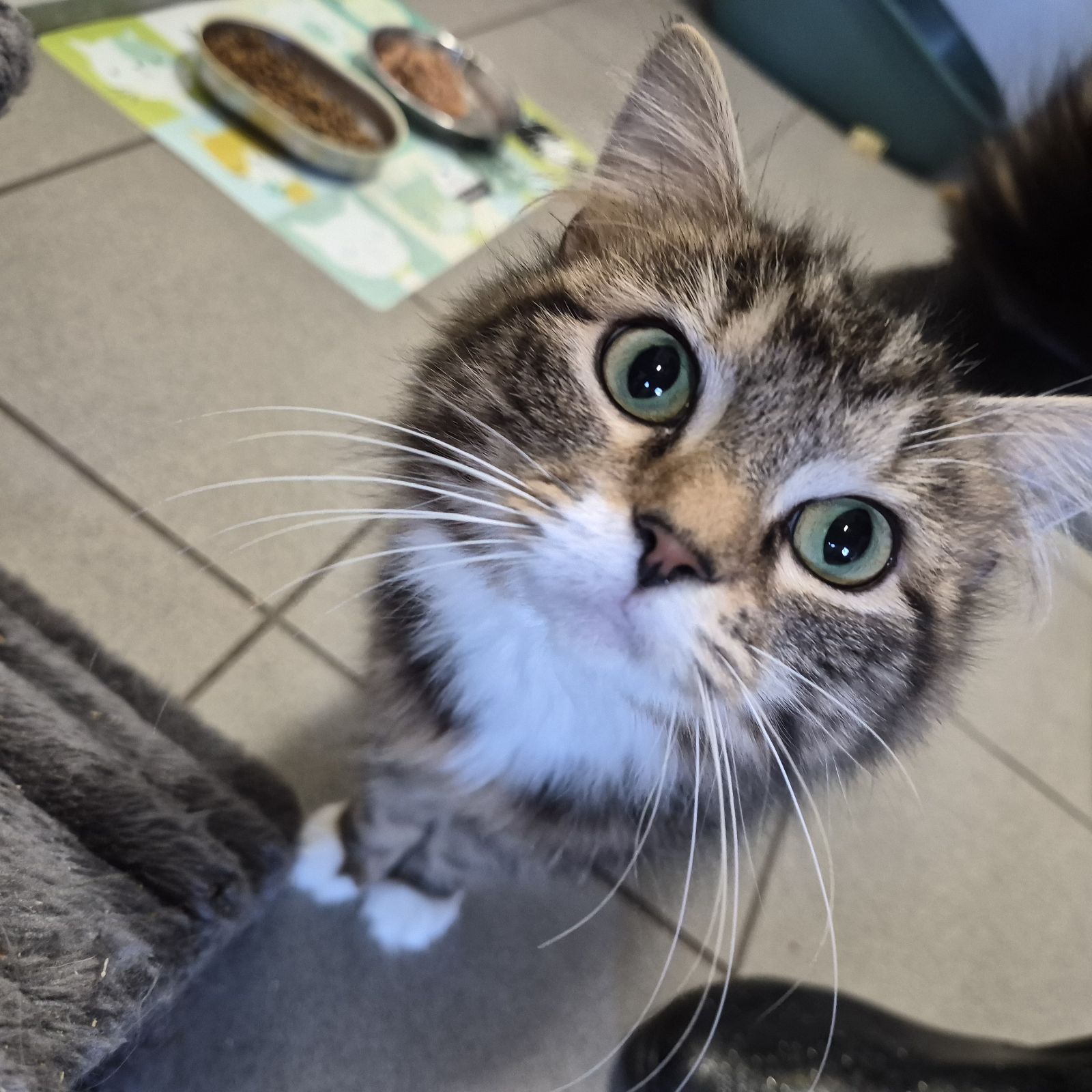 Quaver- 1 Year Old Female