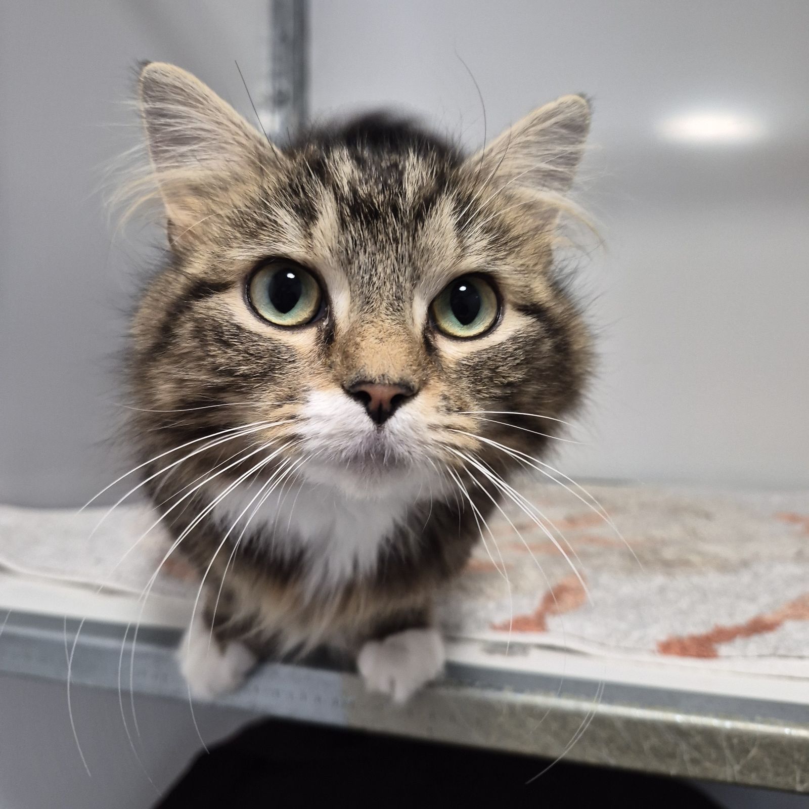 Quaver- 1 Year Old Female