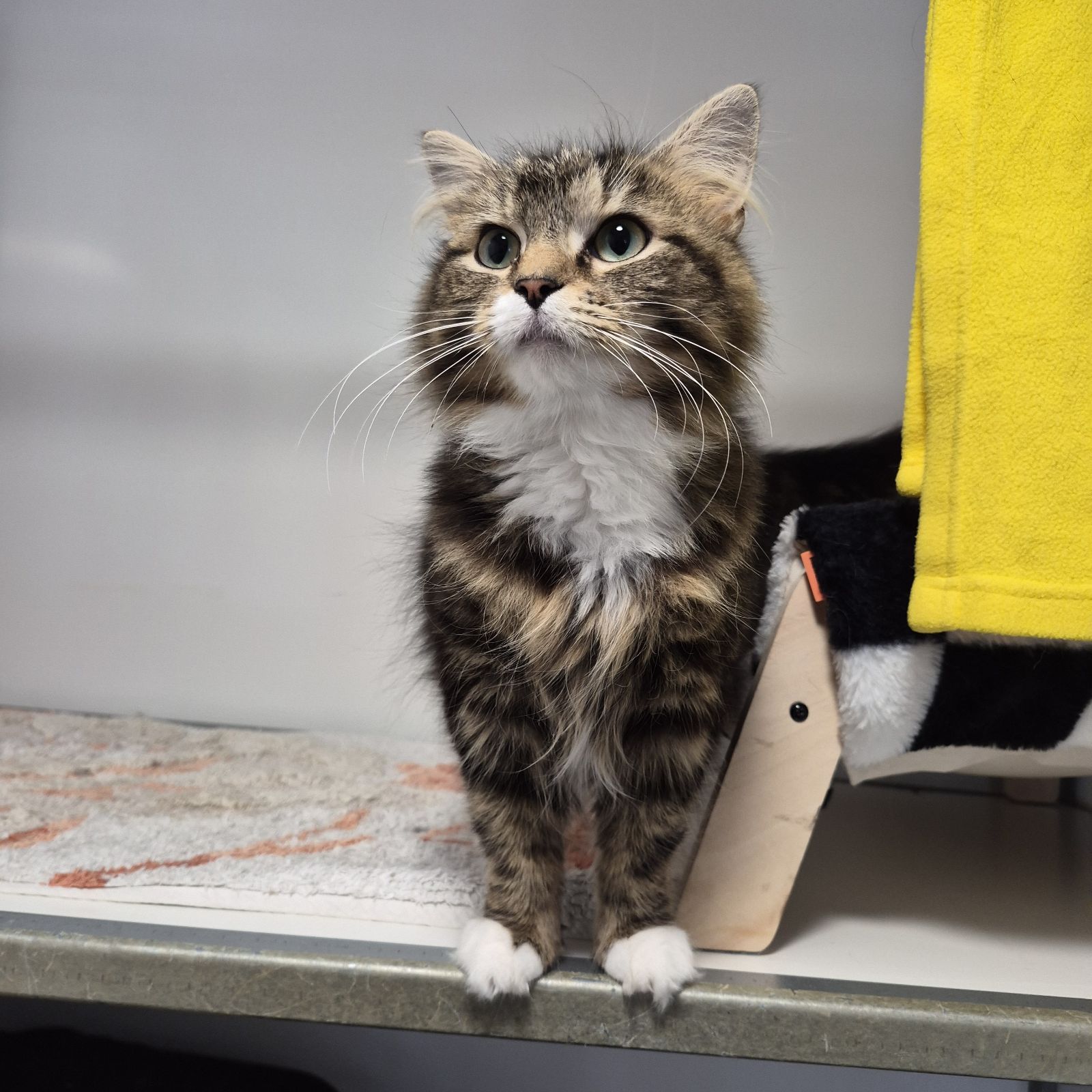 Quaver- 1 Year Old Female