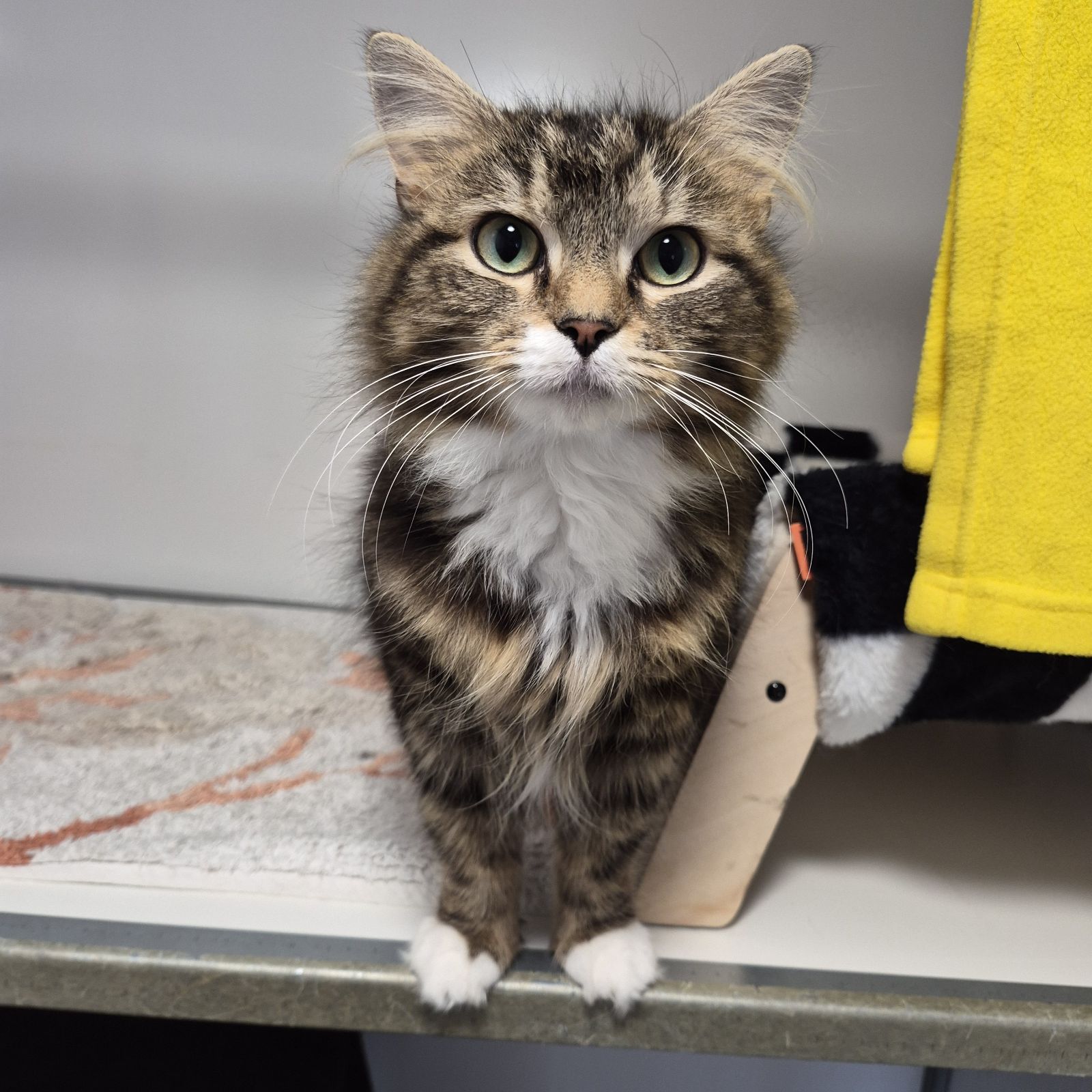 Adult Cat