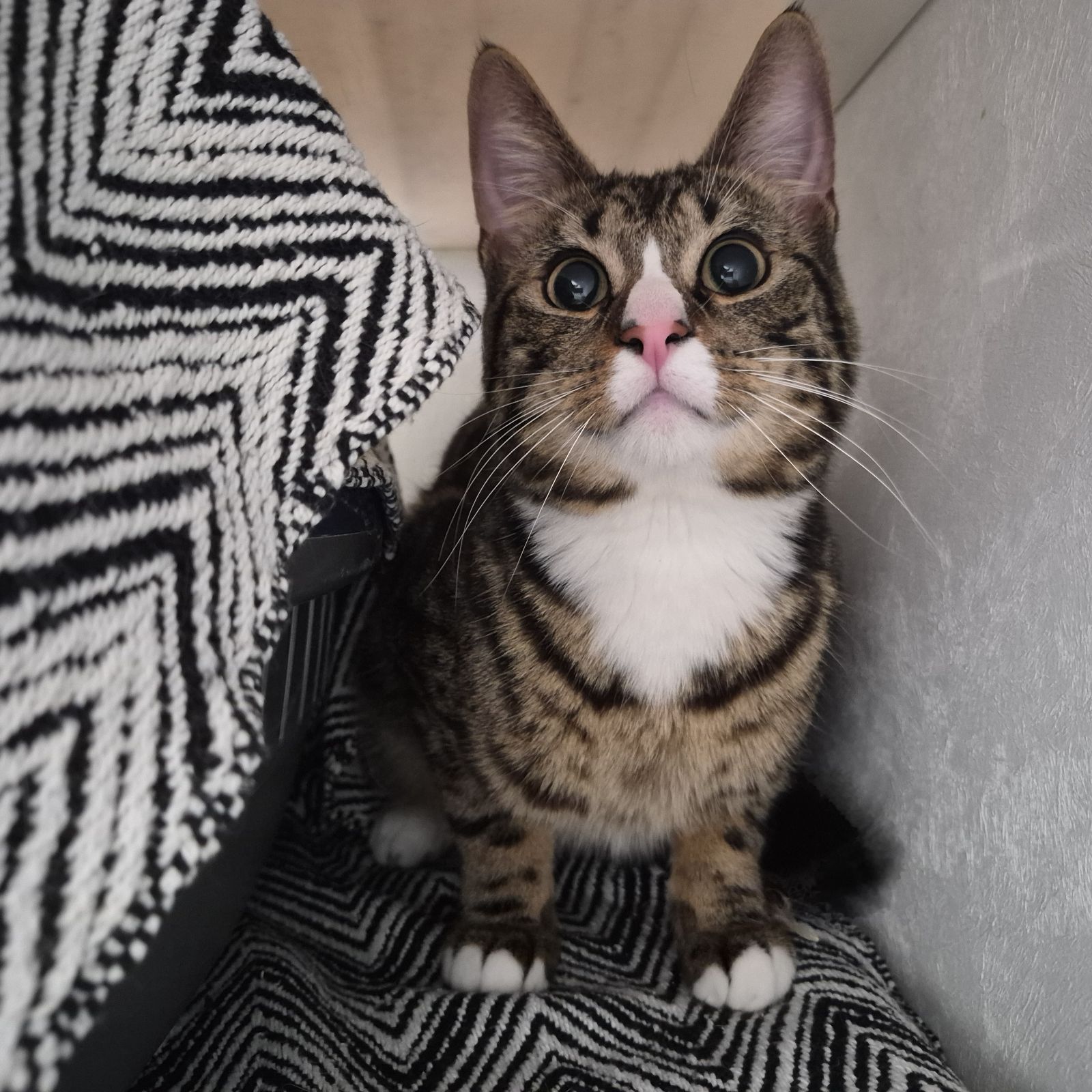 Toasty Malone- 1 Year Old Male