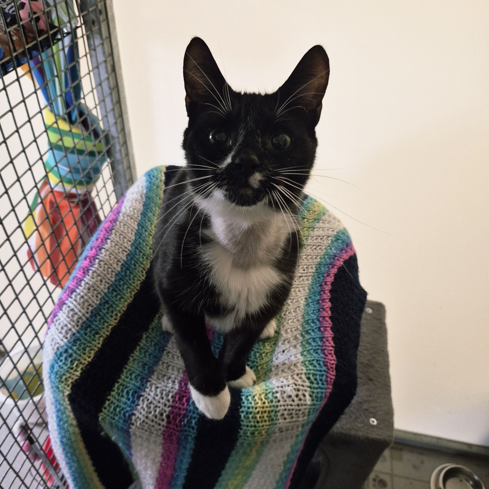 Violet- 5 Year Old Female