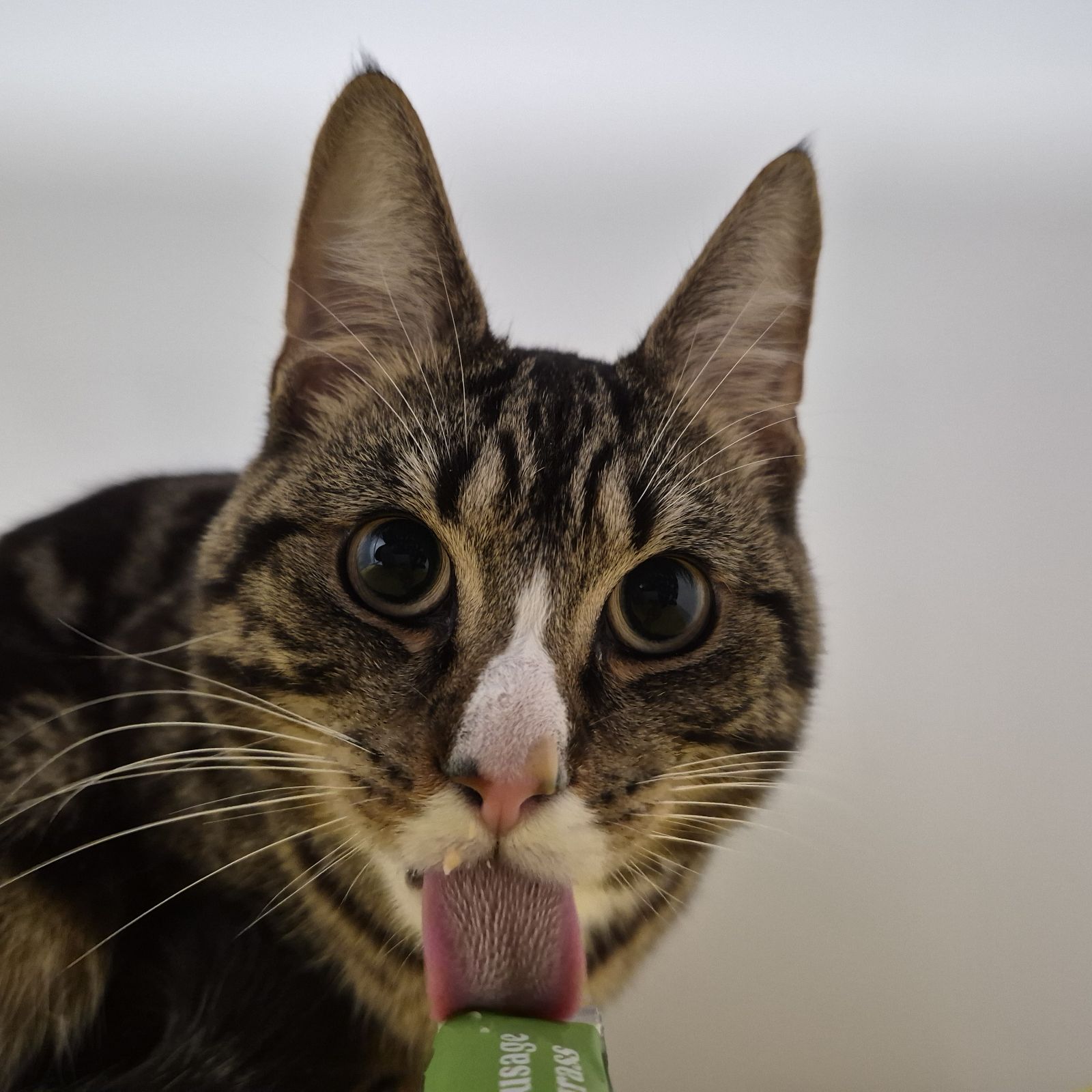 Toasty Malone- 1 Year Old Male