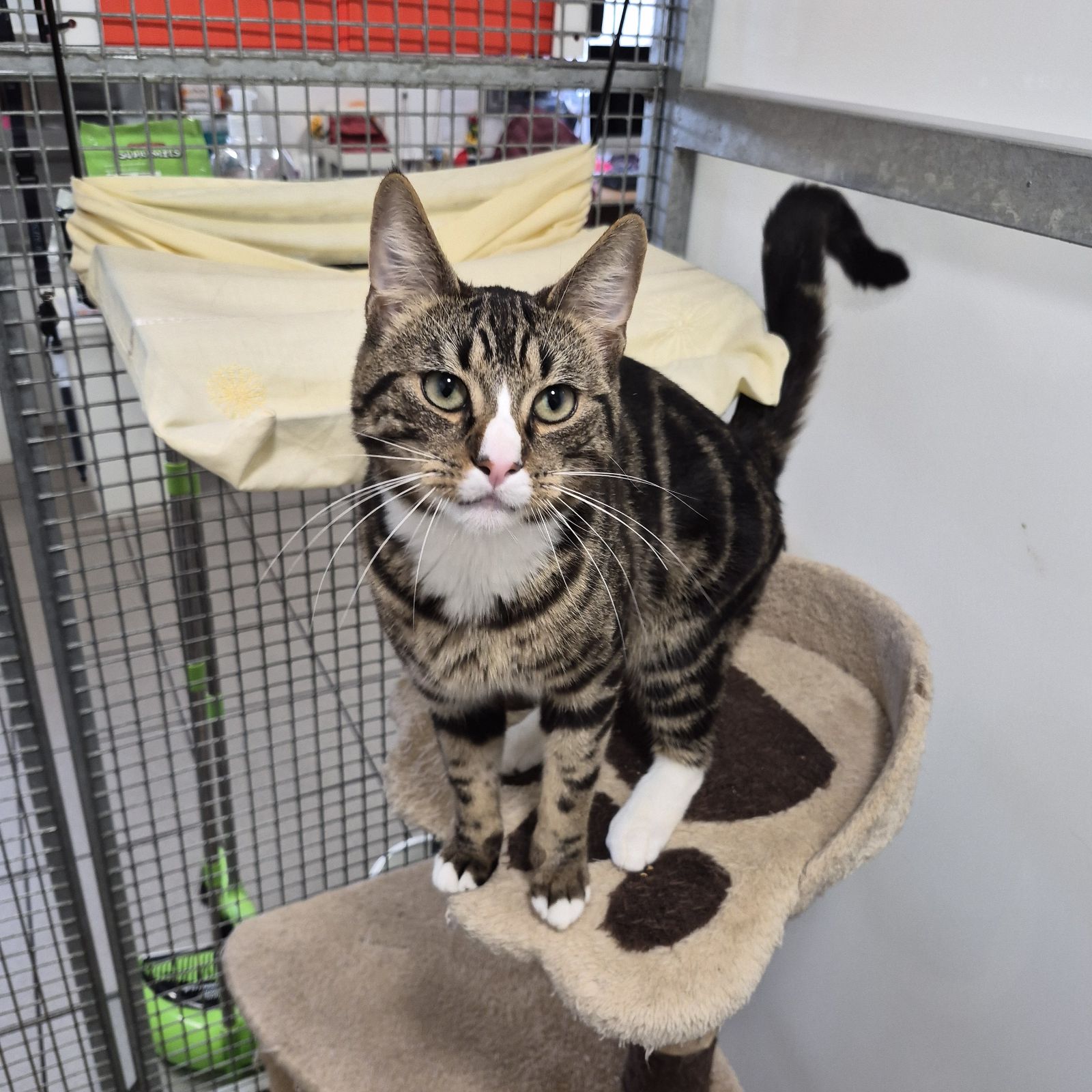 Toasty Malone- 1 Year Old Male