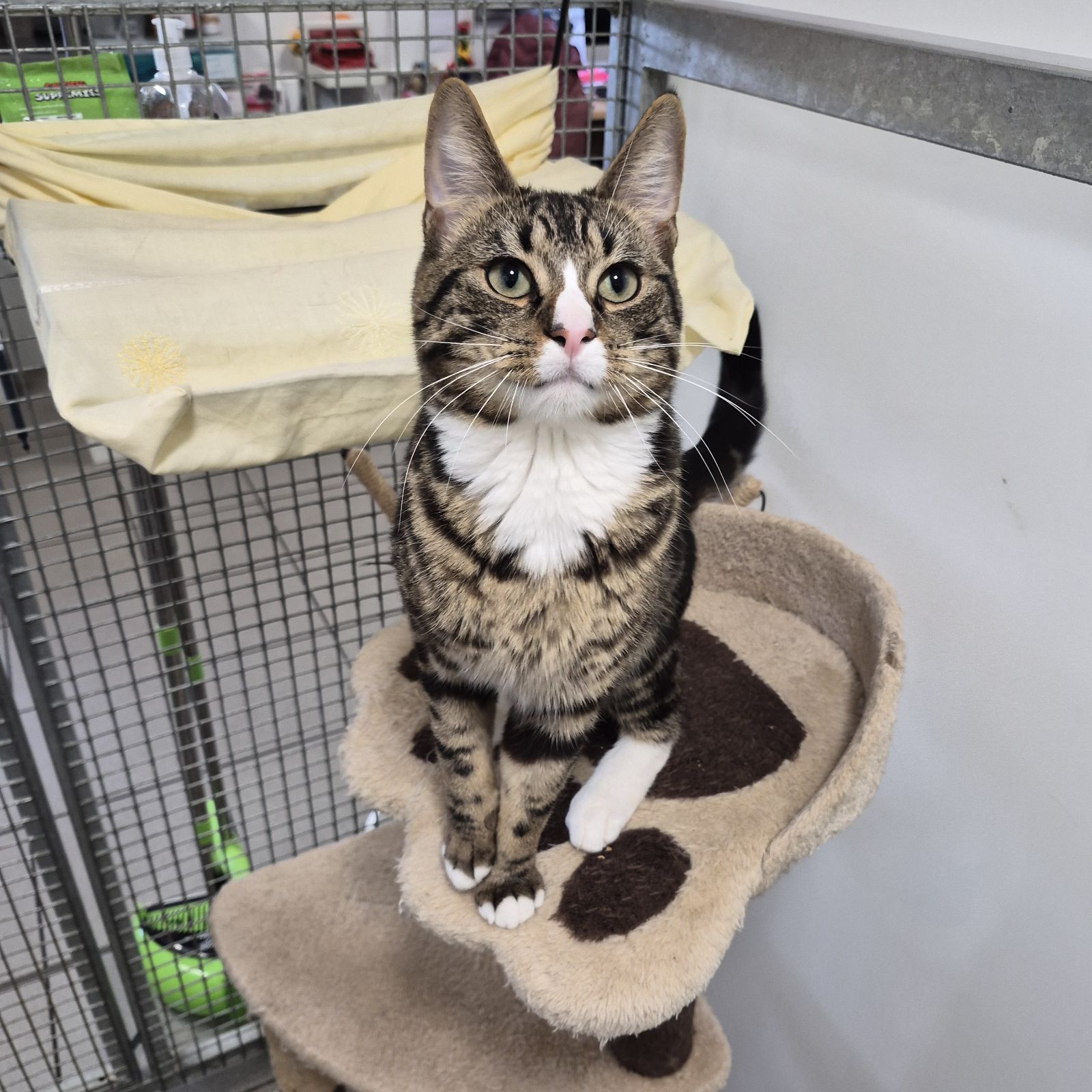 Toasty Malone- 1 Year Old Male