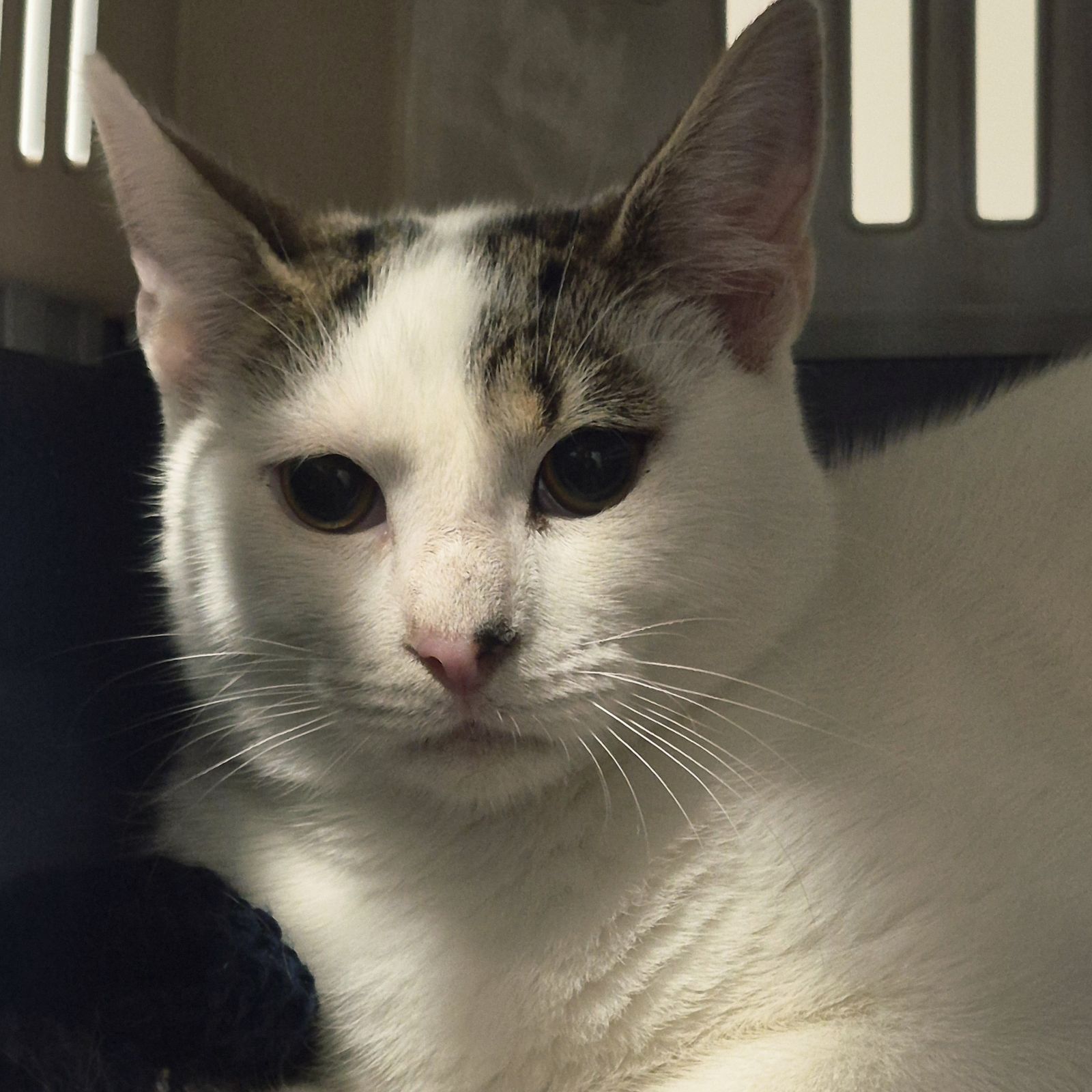 Eddy- 7 Month Old Male