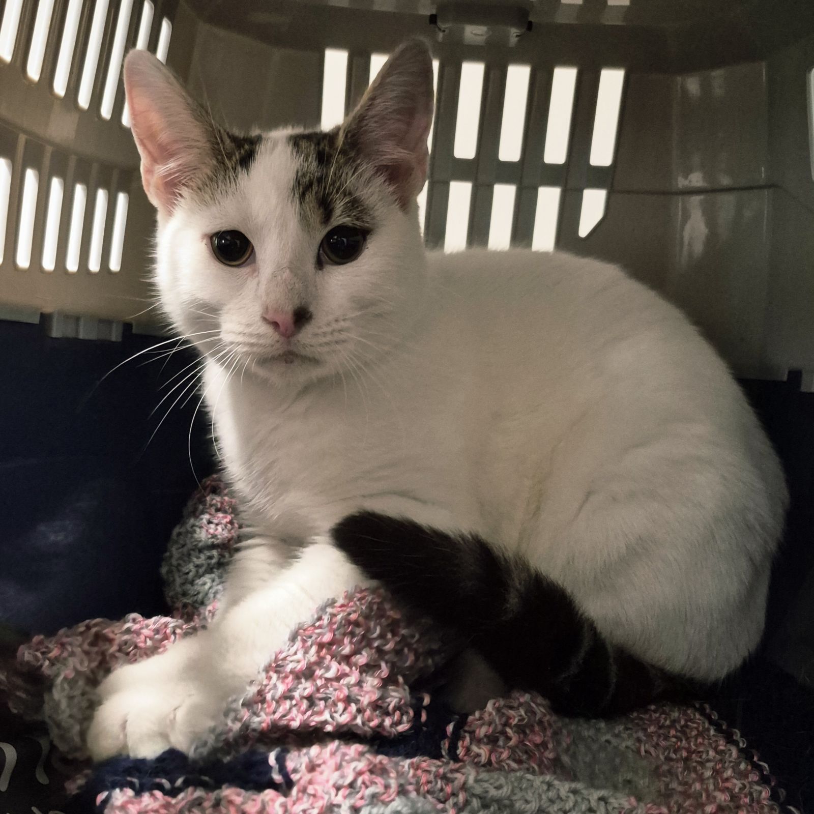 Eddy- 7 Month Old Male