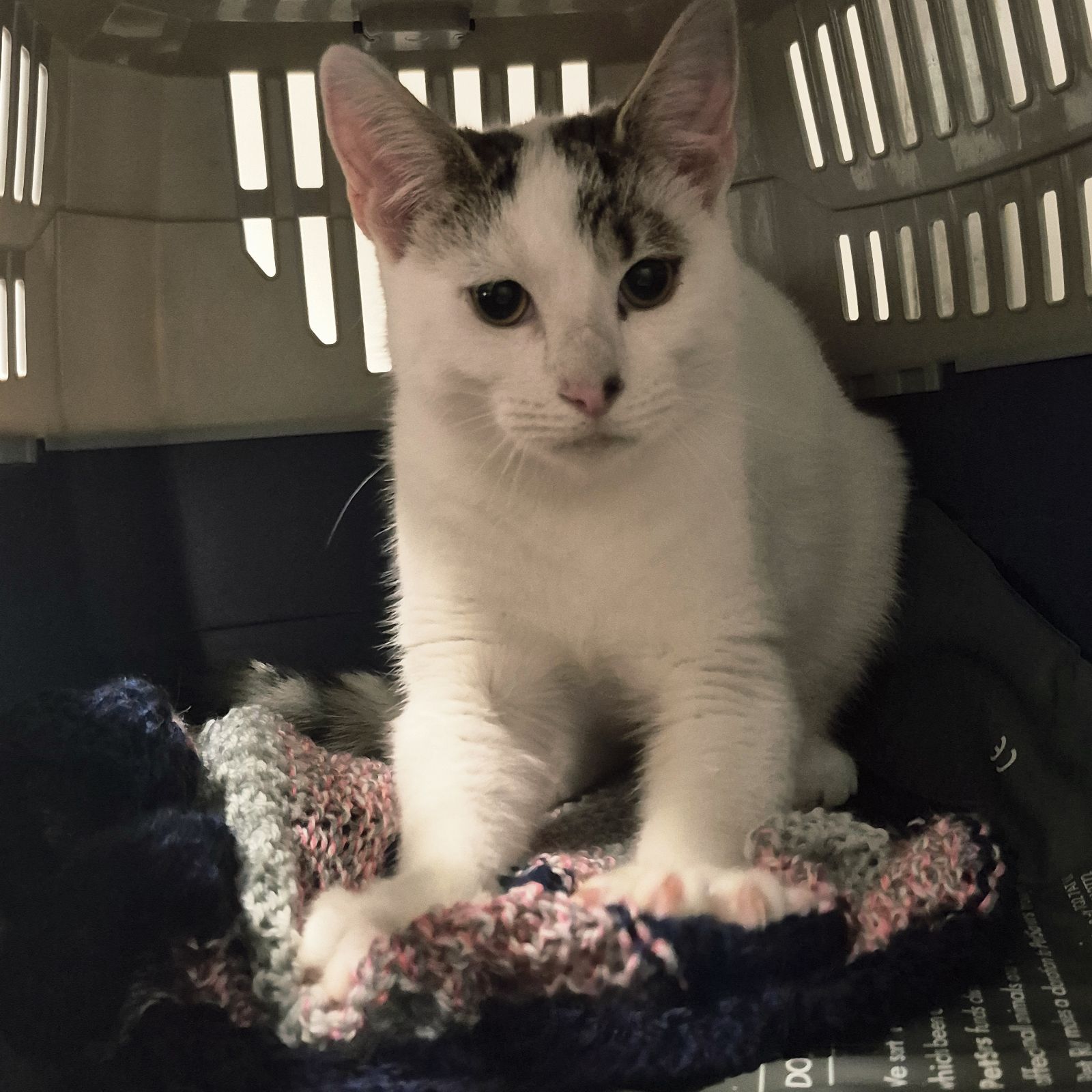 Eddy- 7 Month Old Male