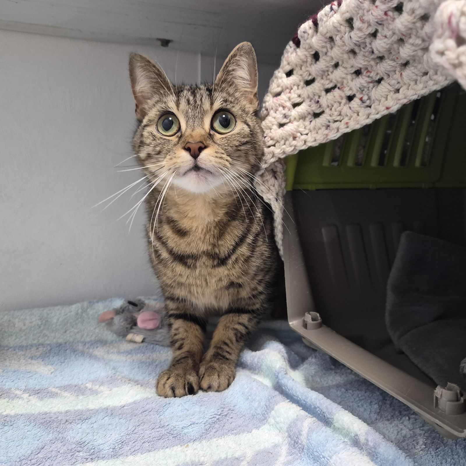 Syd- 1 Year Old Female AVAILABLE SOON