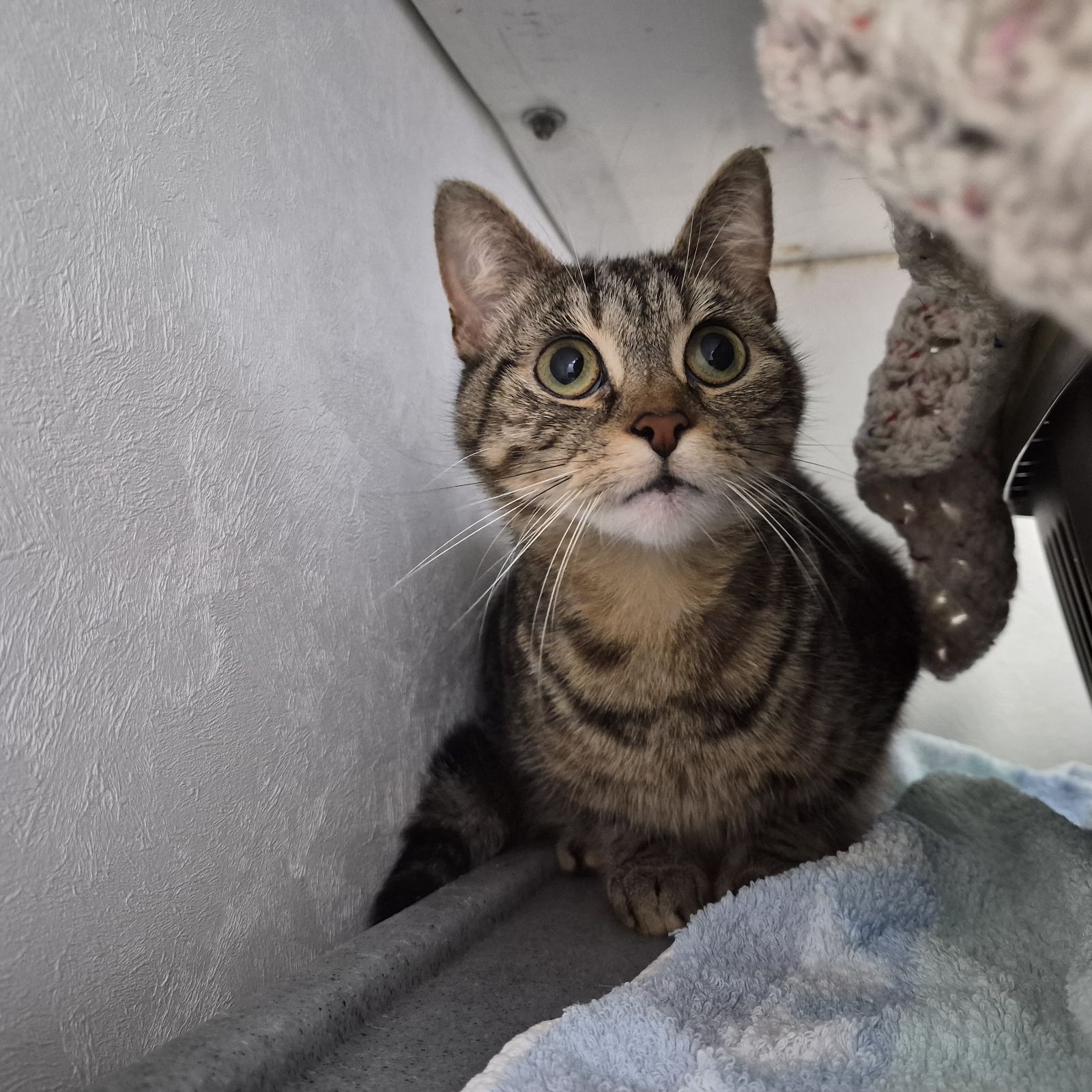 Syd- 1 Year Old Female AVAILABLE SOON