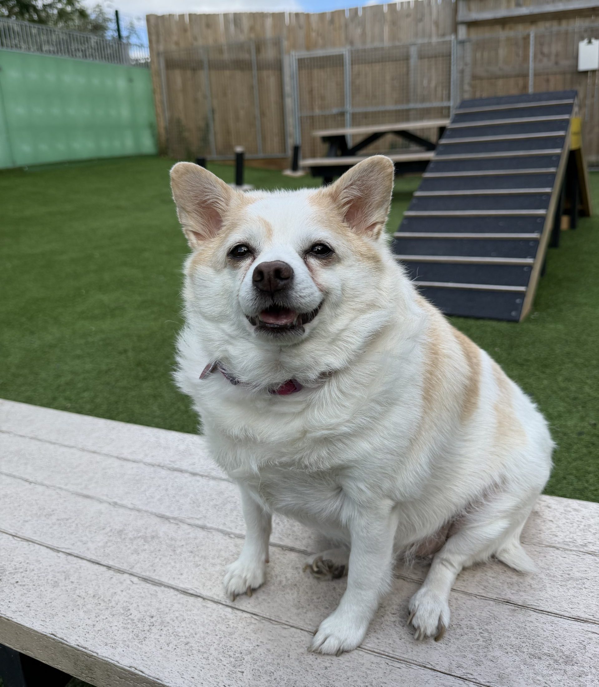 Ruby – 8 year old Female