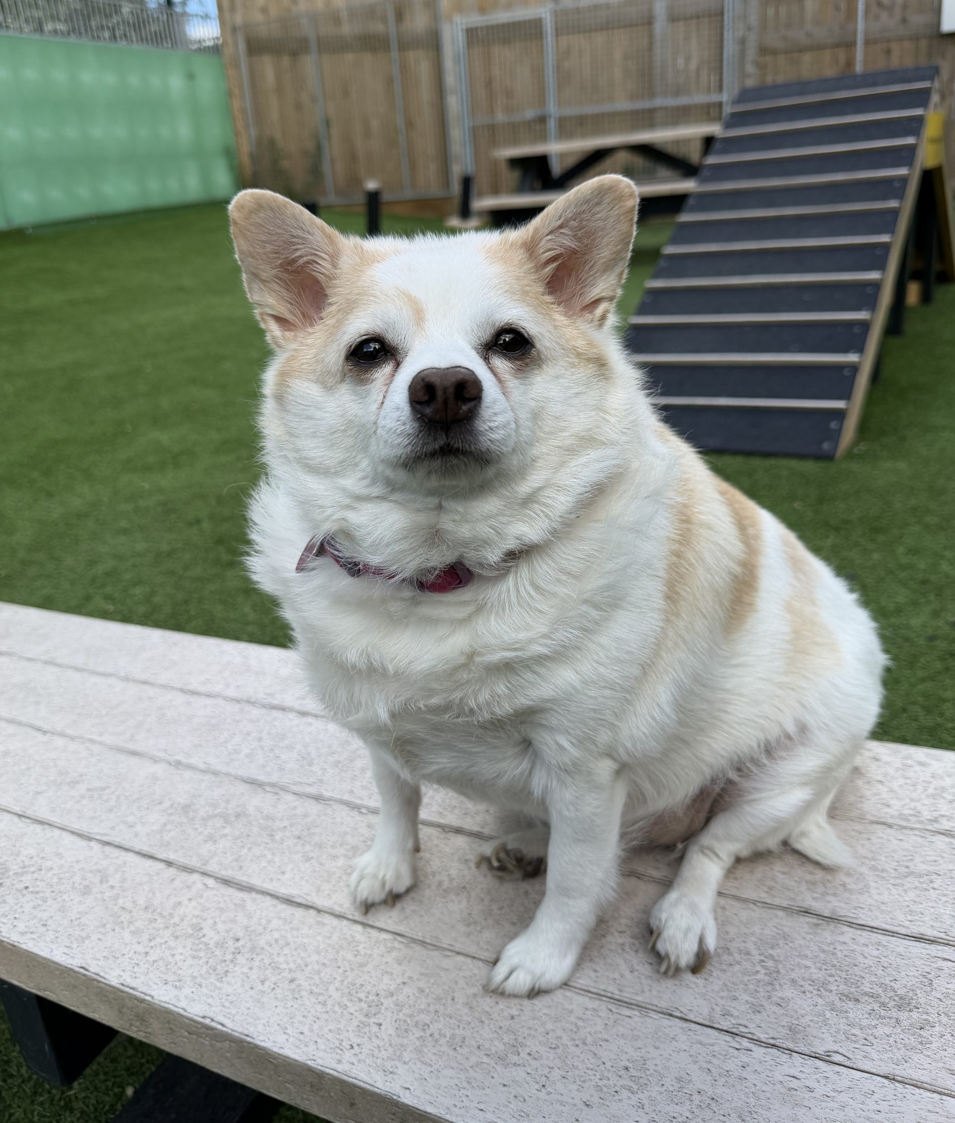 Ruby – 8 year old Female