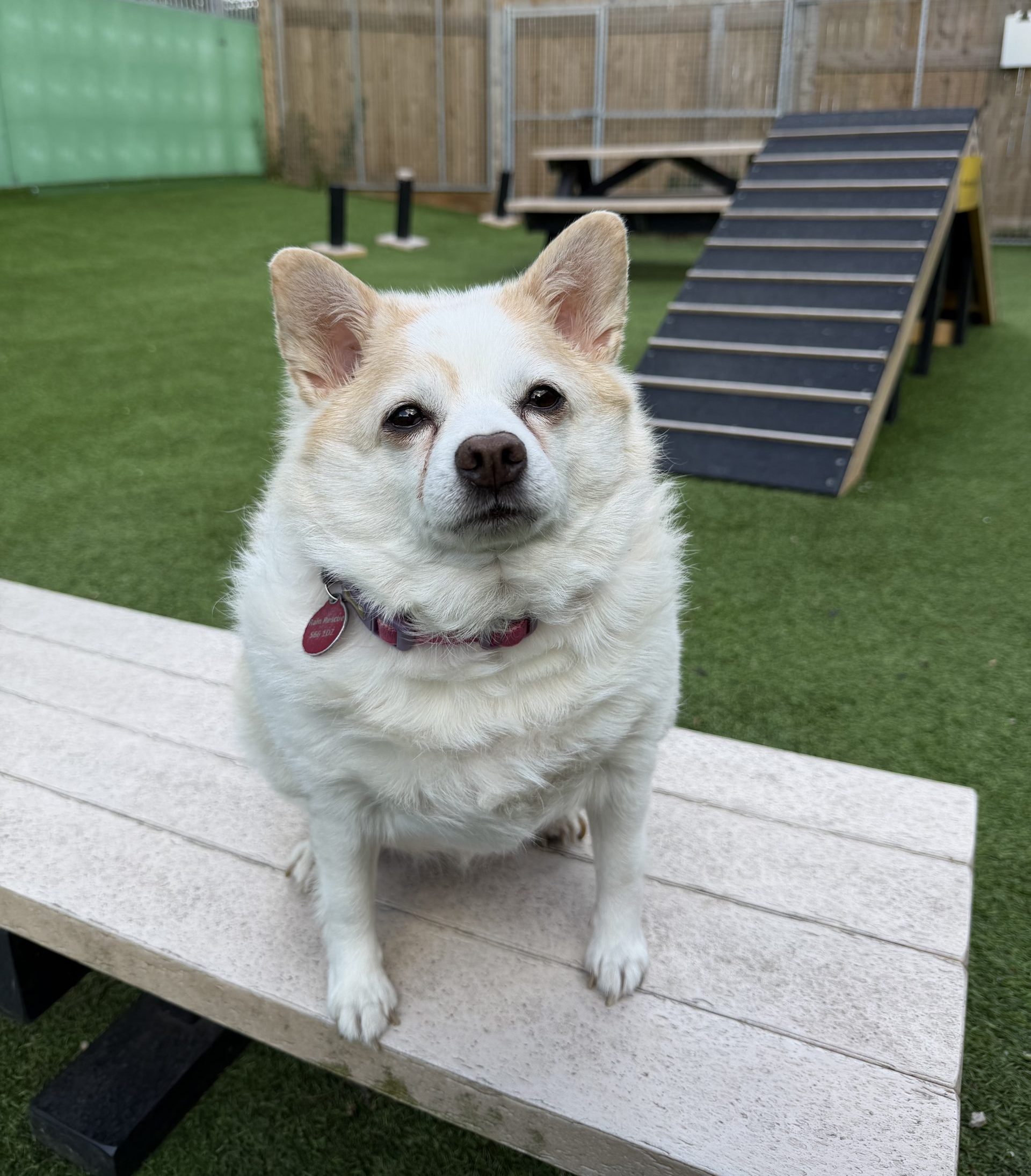 Ruby – 8 year old Female
