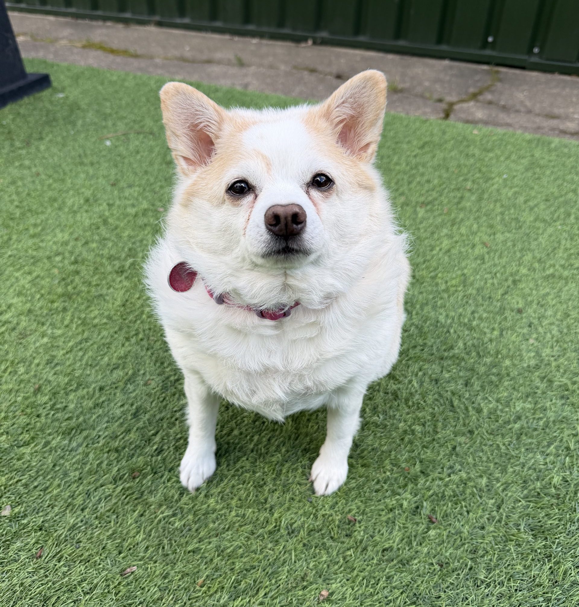 Ruby – 8 year old Female