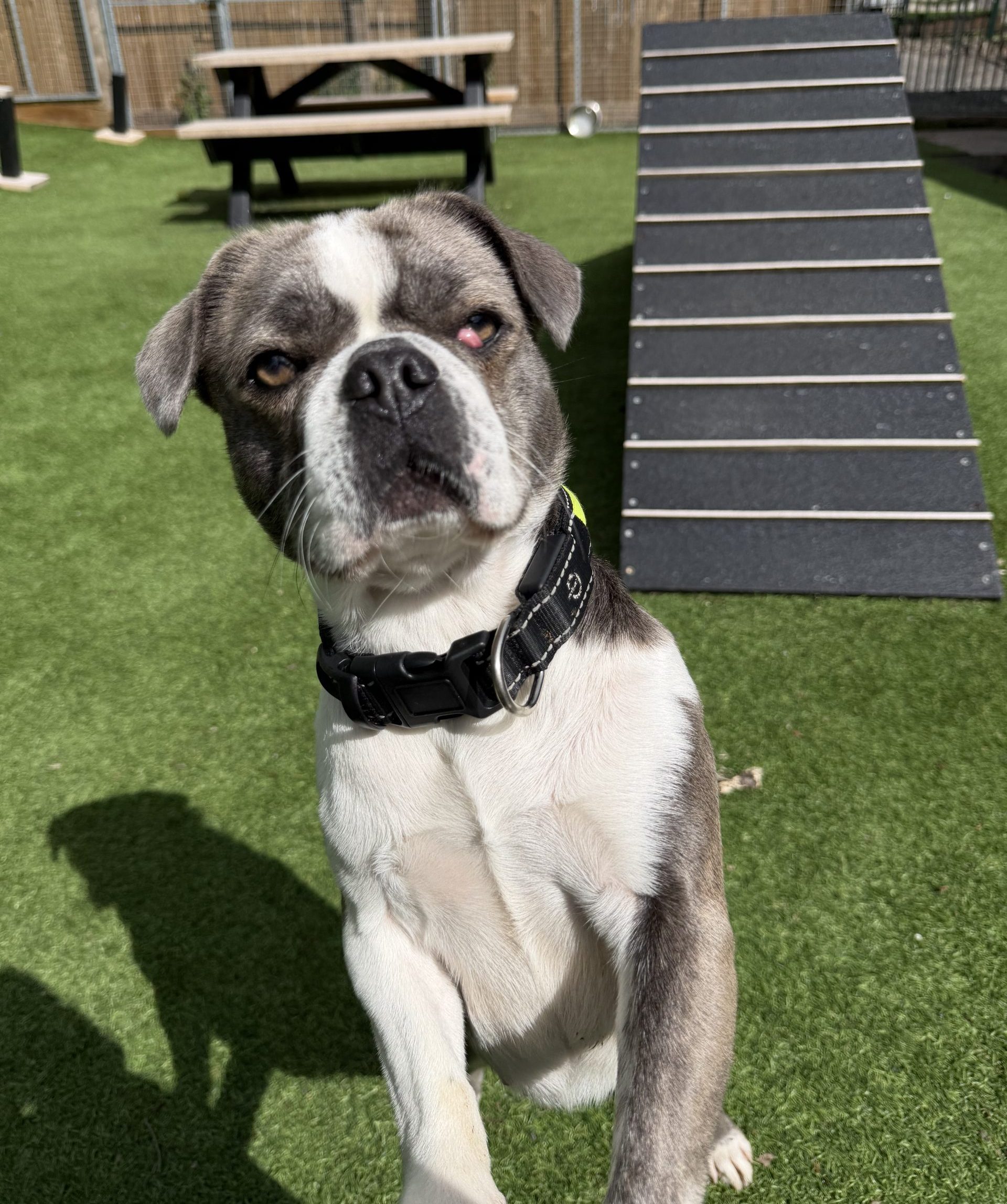 Mowgli – 1 year old Female