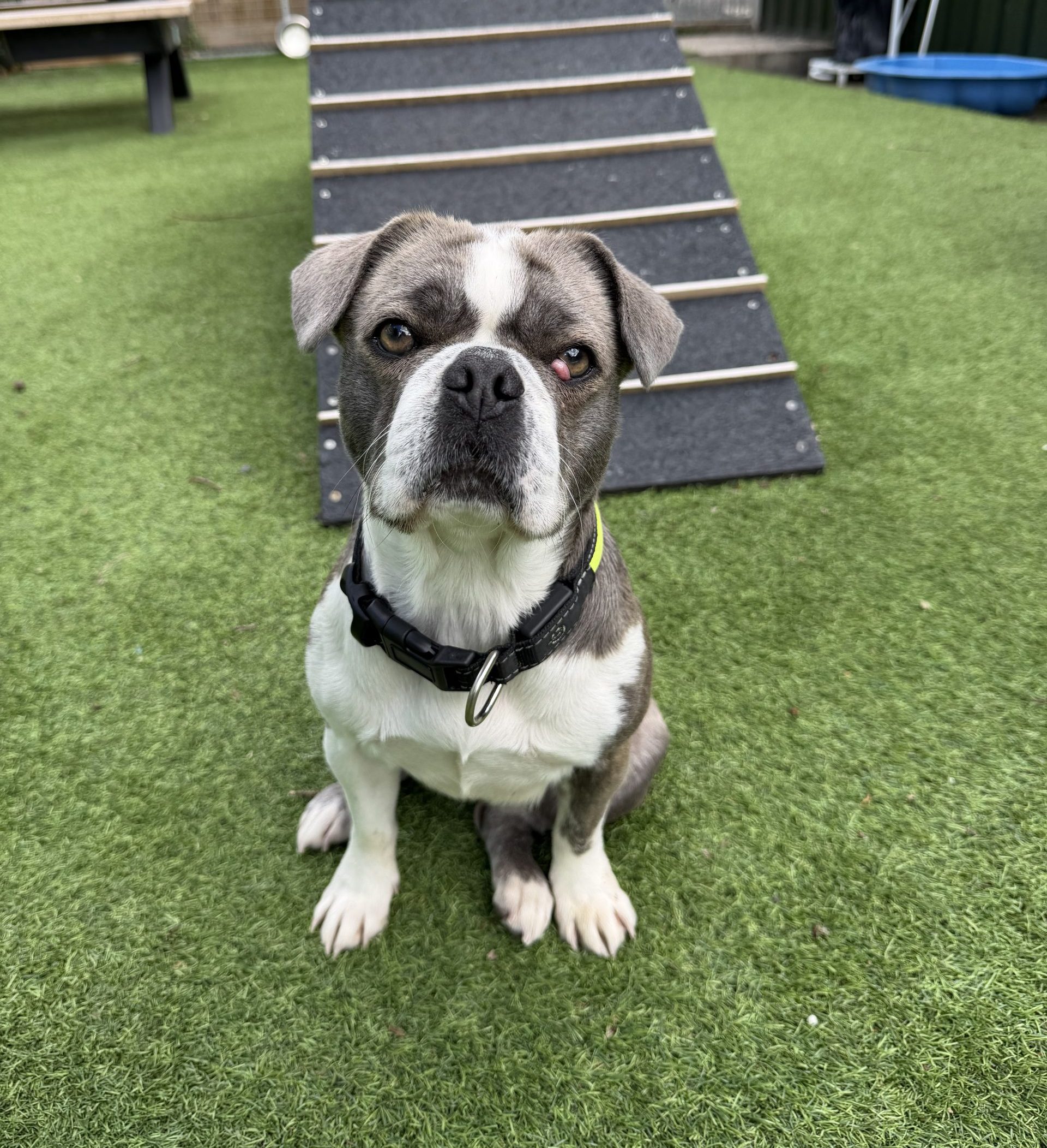 Mowgli – 1 year old Female