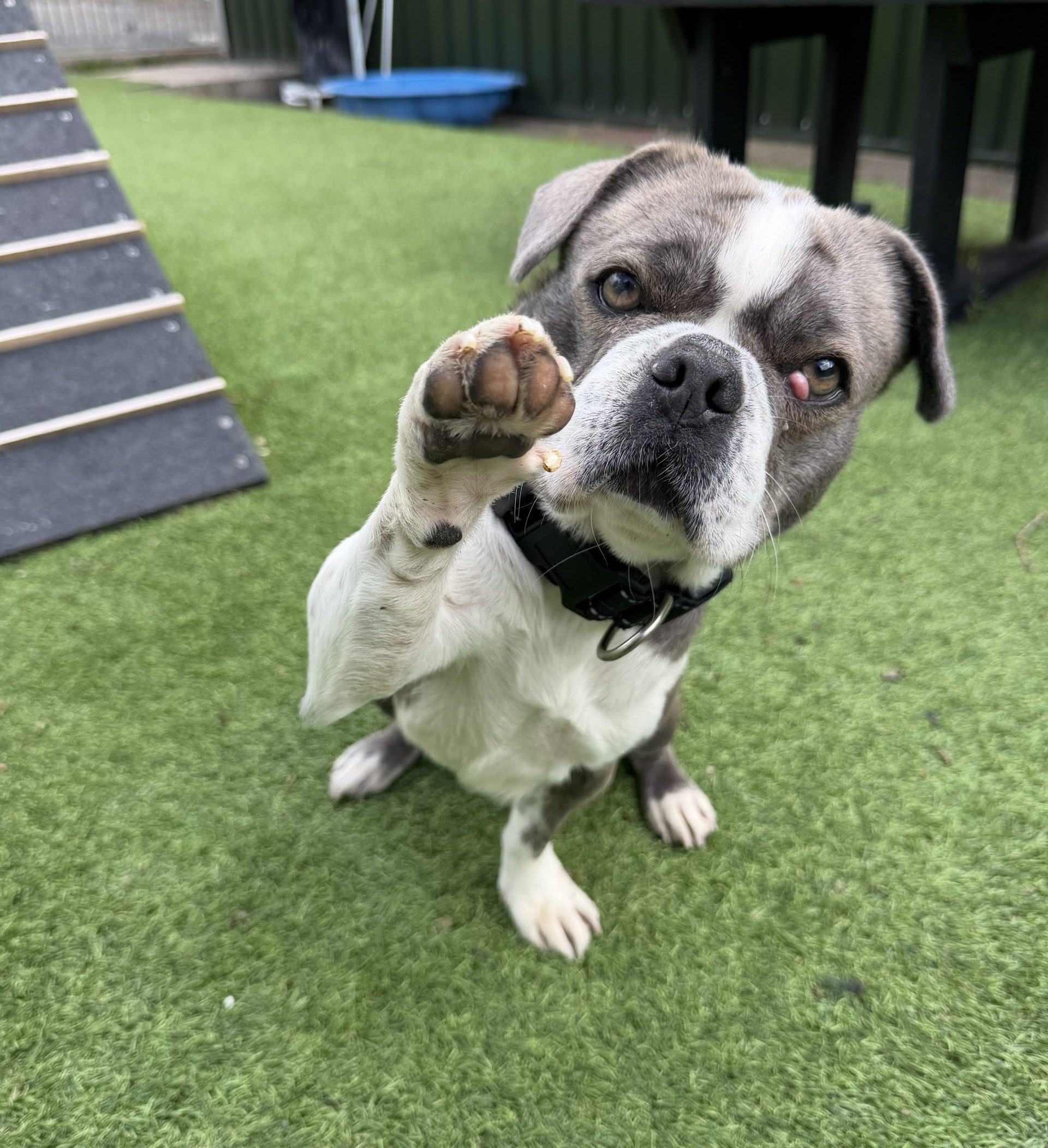 Mowgli – 1 year old Female