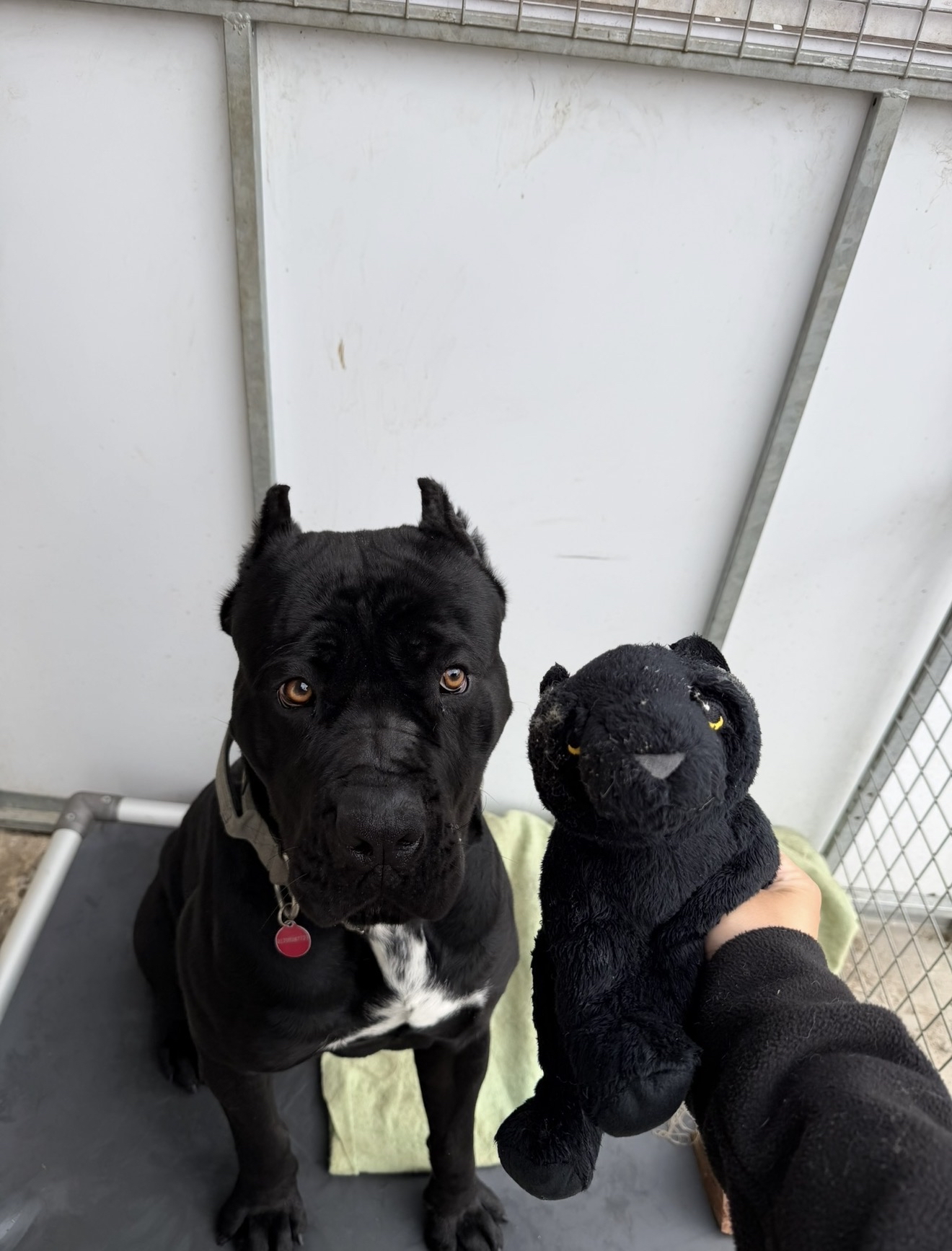 Lenny – 1 year old Male (RESERVED)