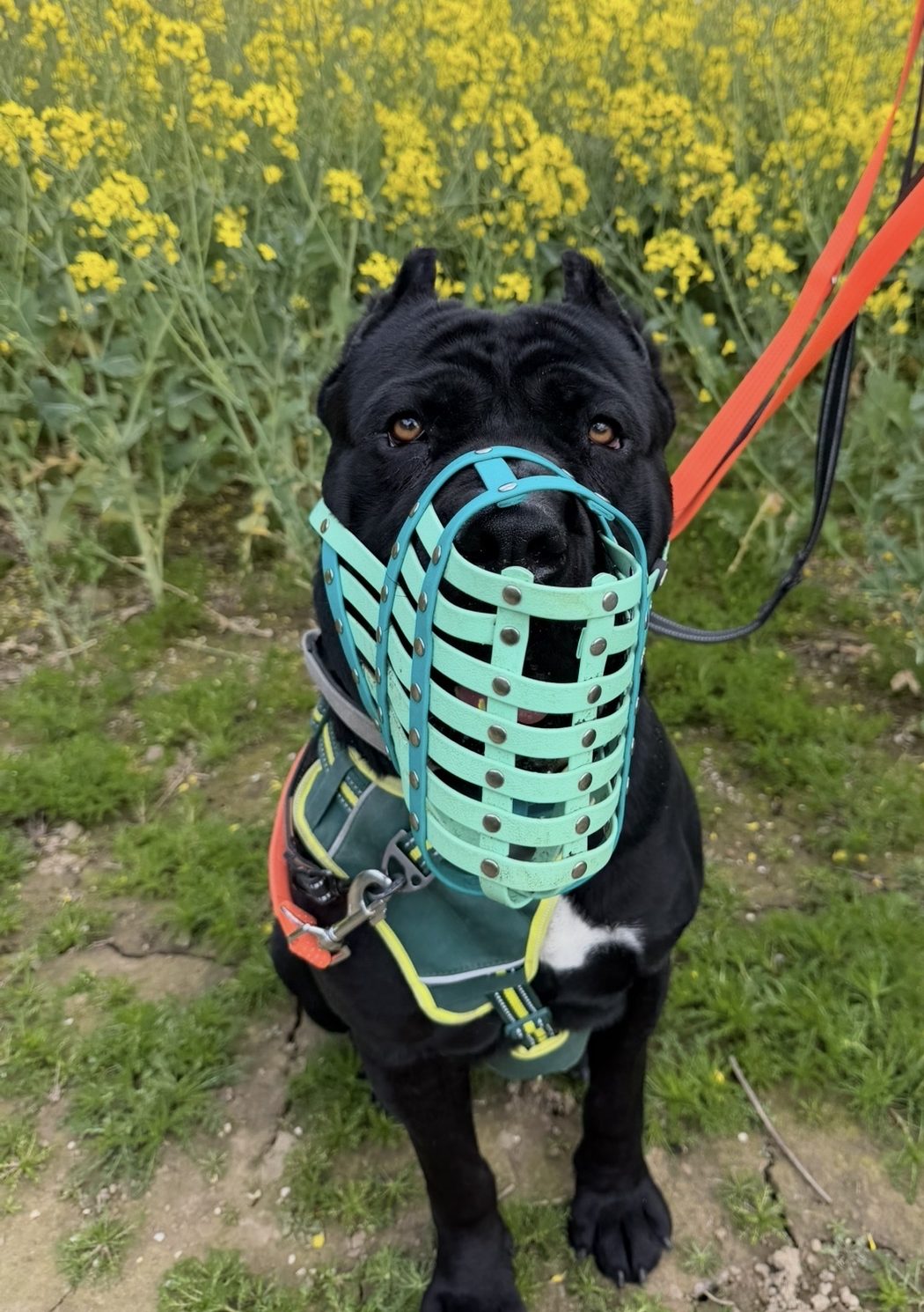 Lenny – 1 year old Male (RESERVED)
