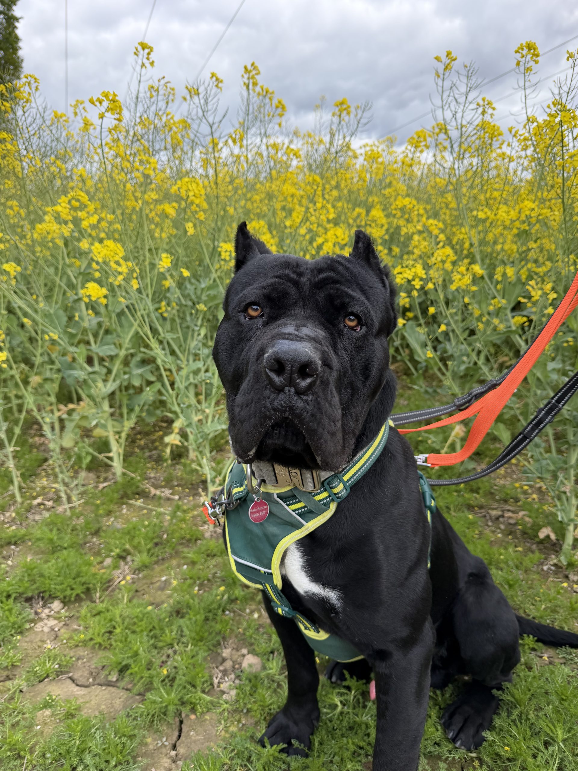 Lenny – 1 year old Male (RESERVED)