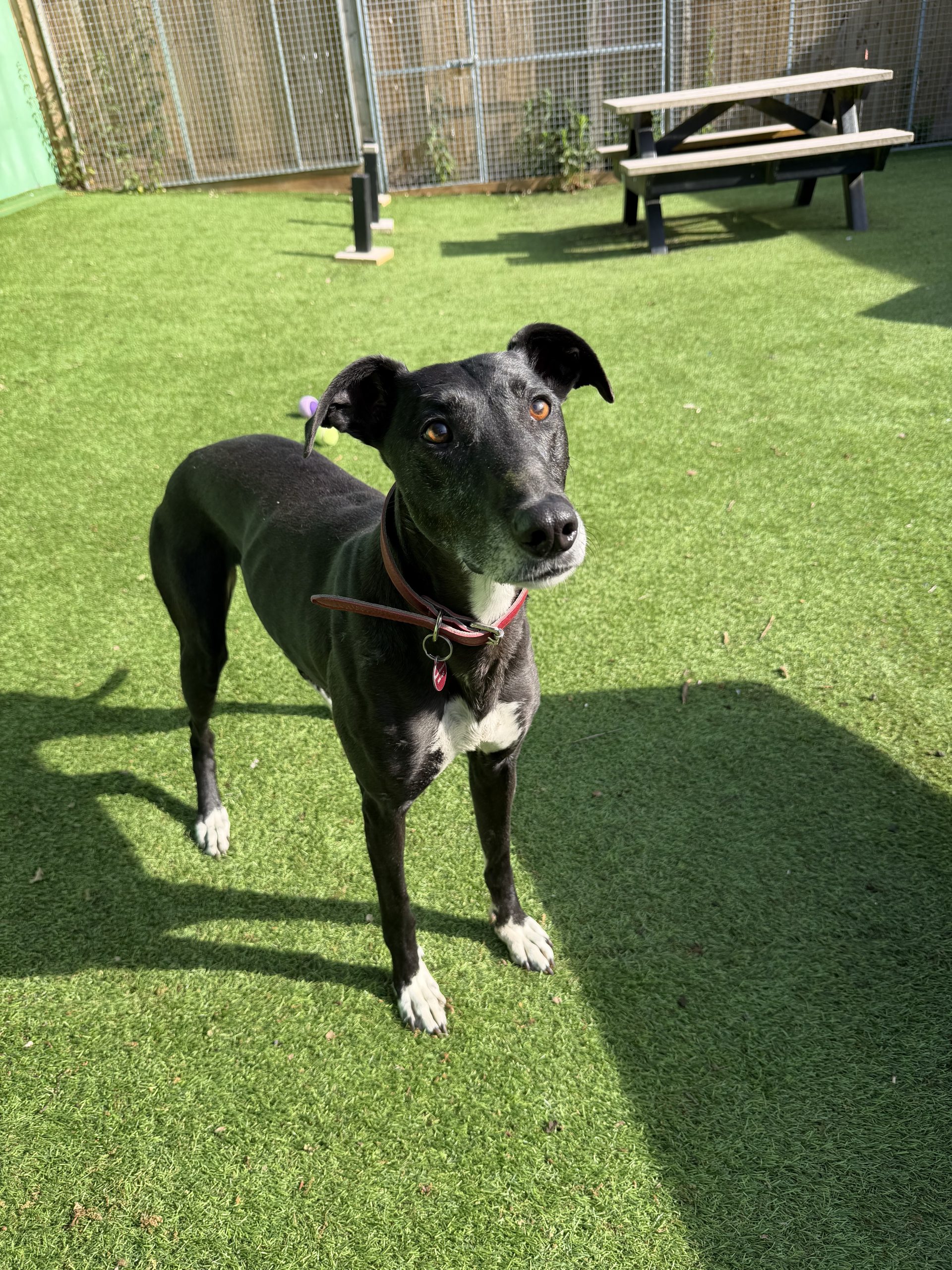 Lola – 7 year old Female (AVAILABLE SOON)